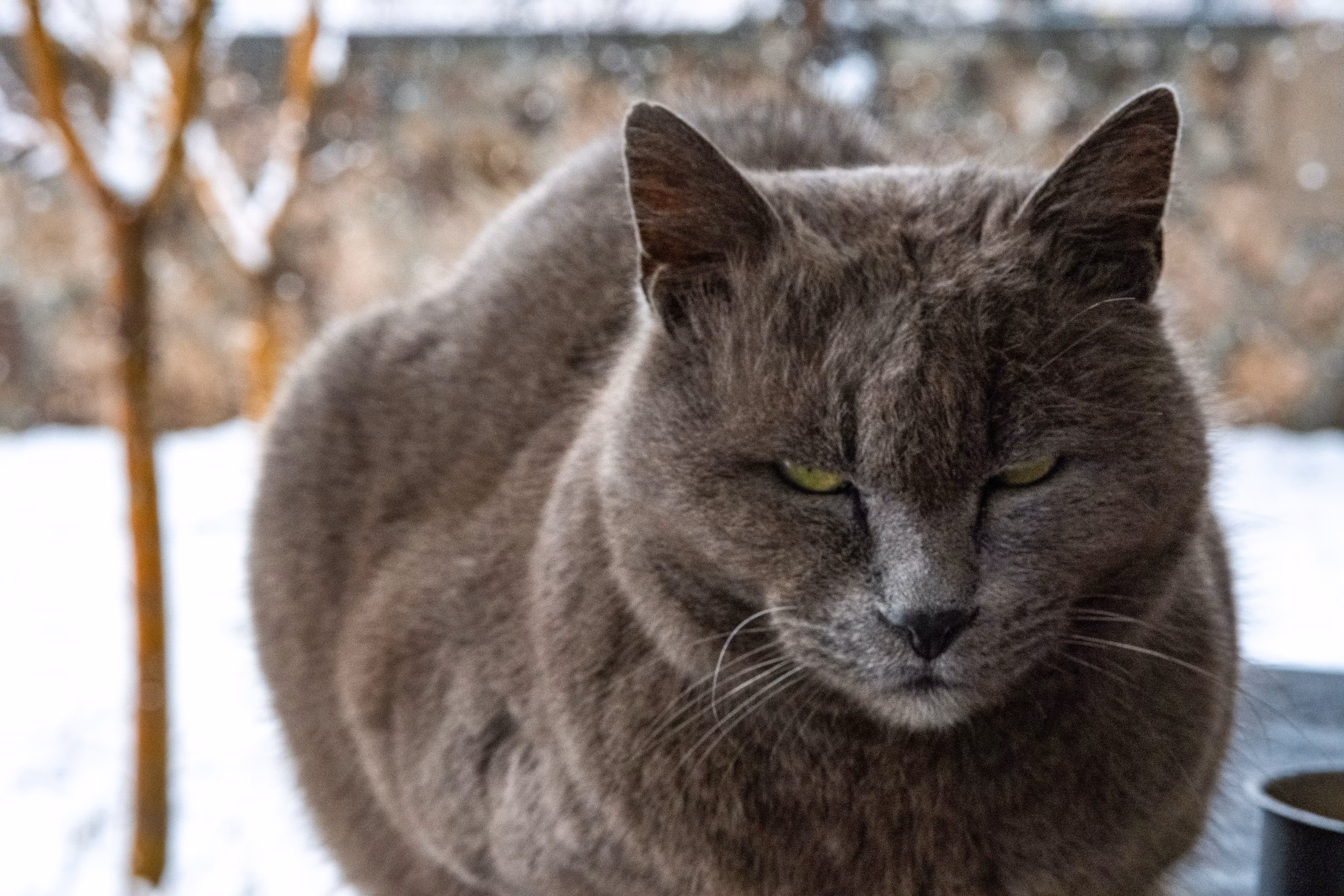 Grumpy in the Snow