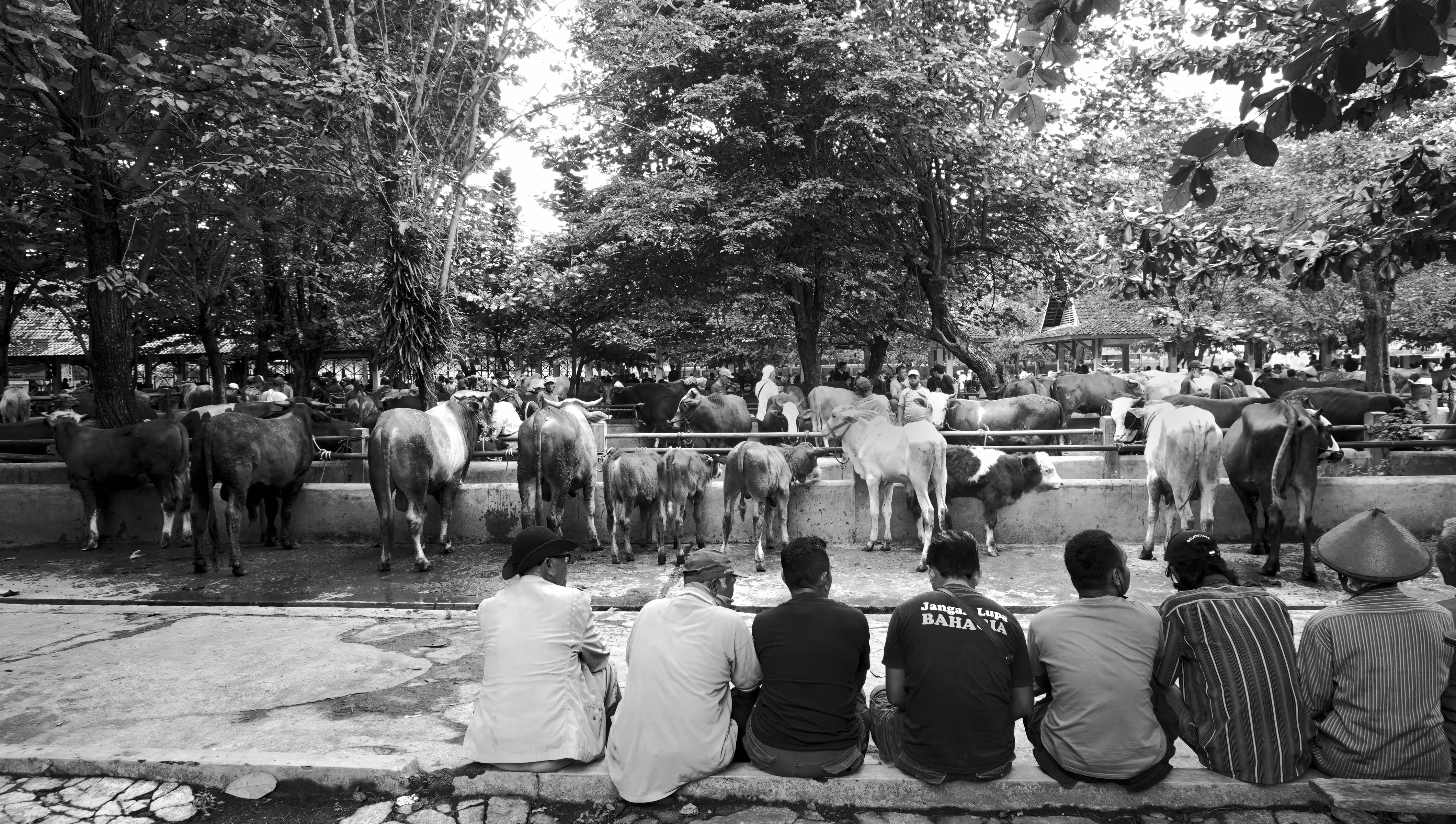 men and cows