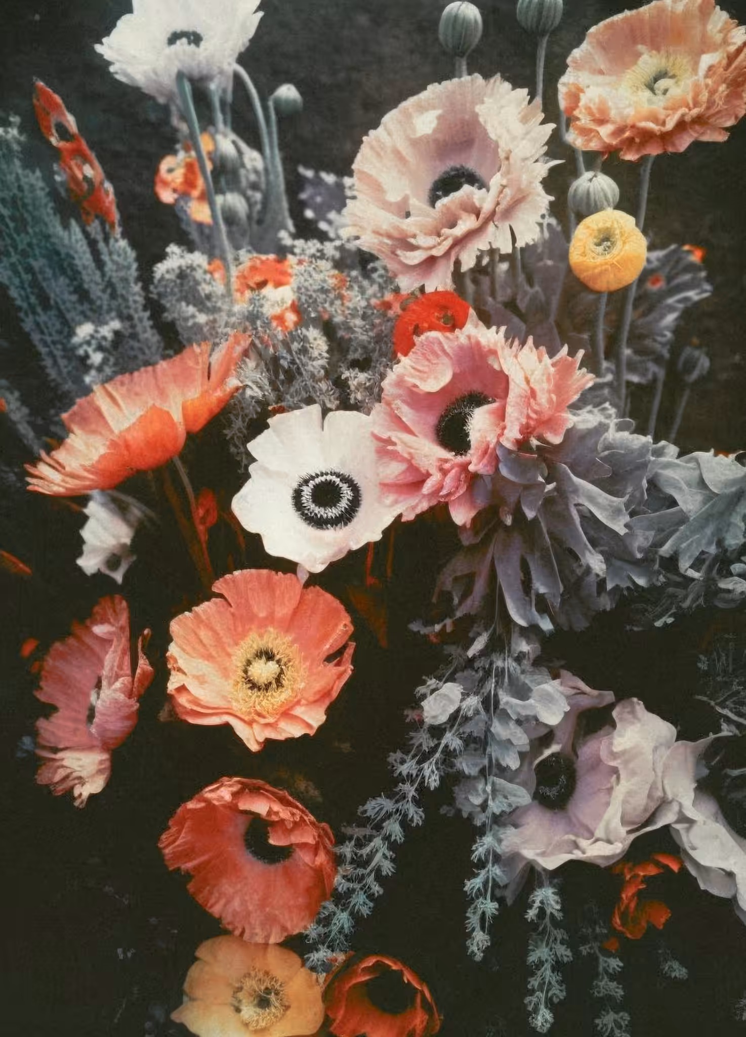 Anenome, Autochrome, 1930