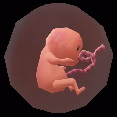 human egg