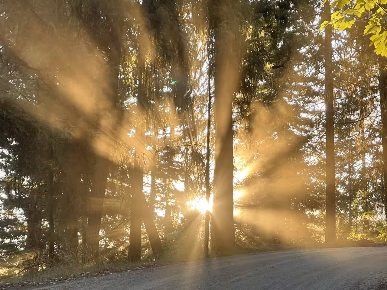 Silhouette of a Forest