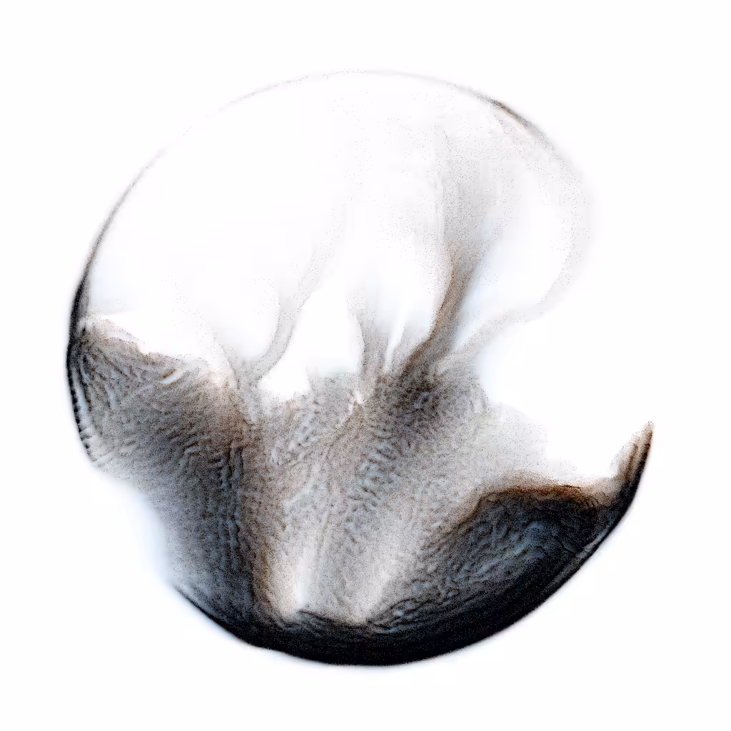 PETRI #61