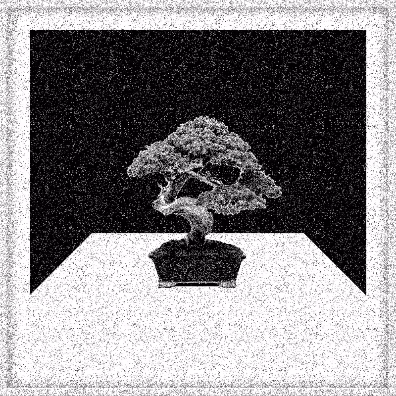 Bonsai Bonanza #312