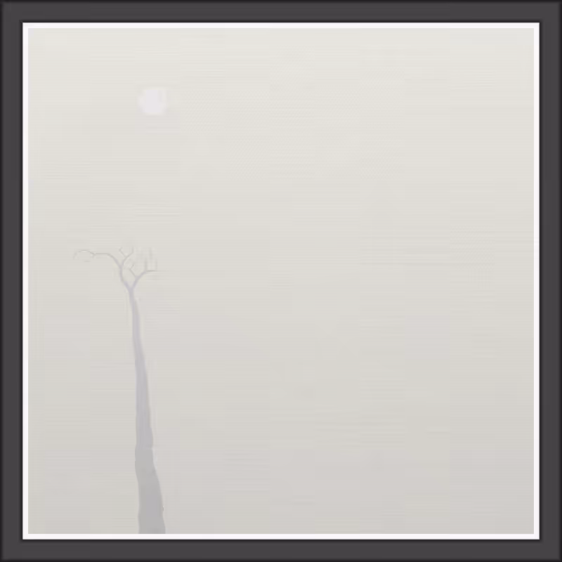 The Foggy Trees #60