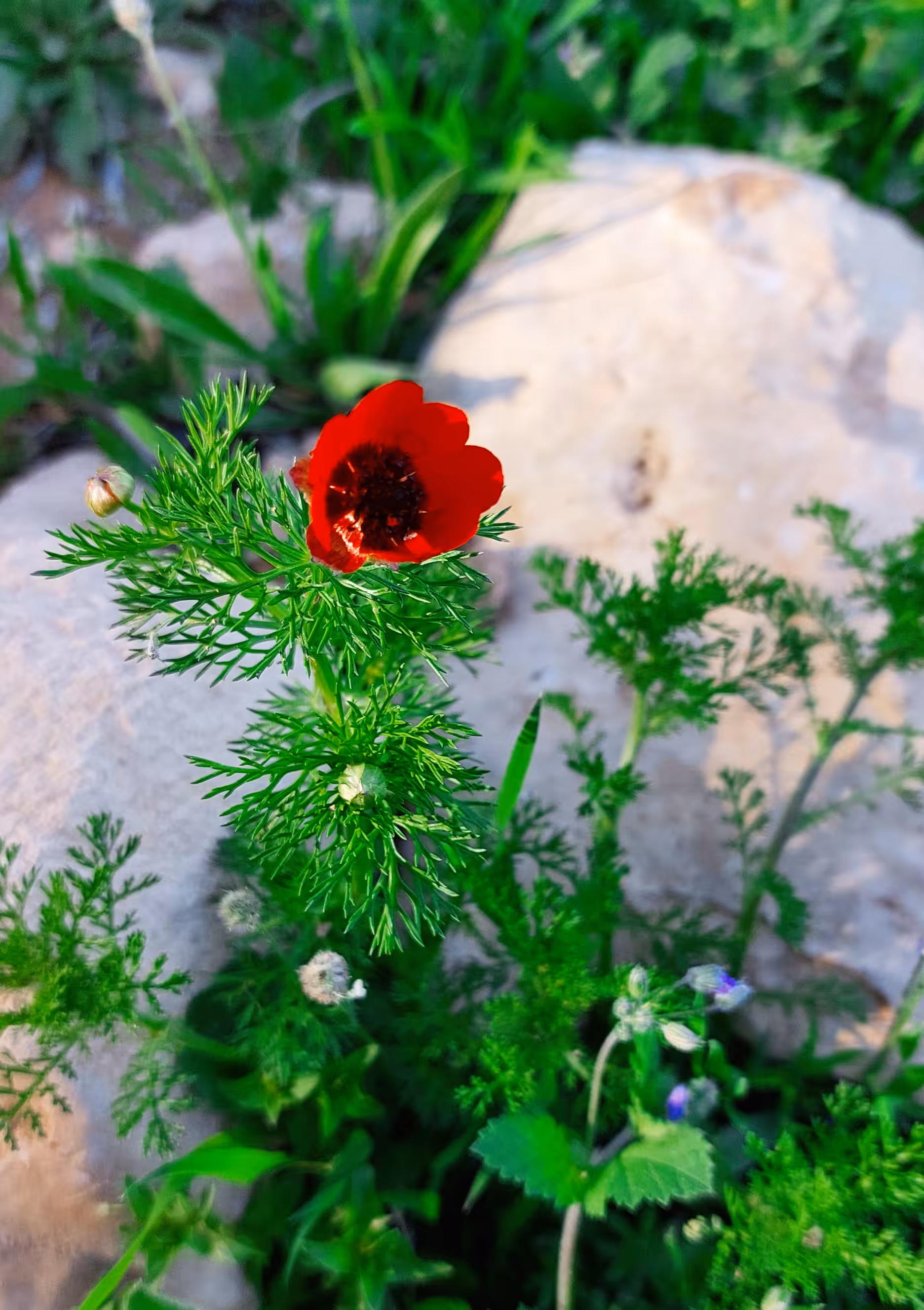 Lale Flower 