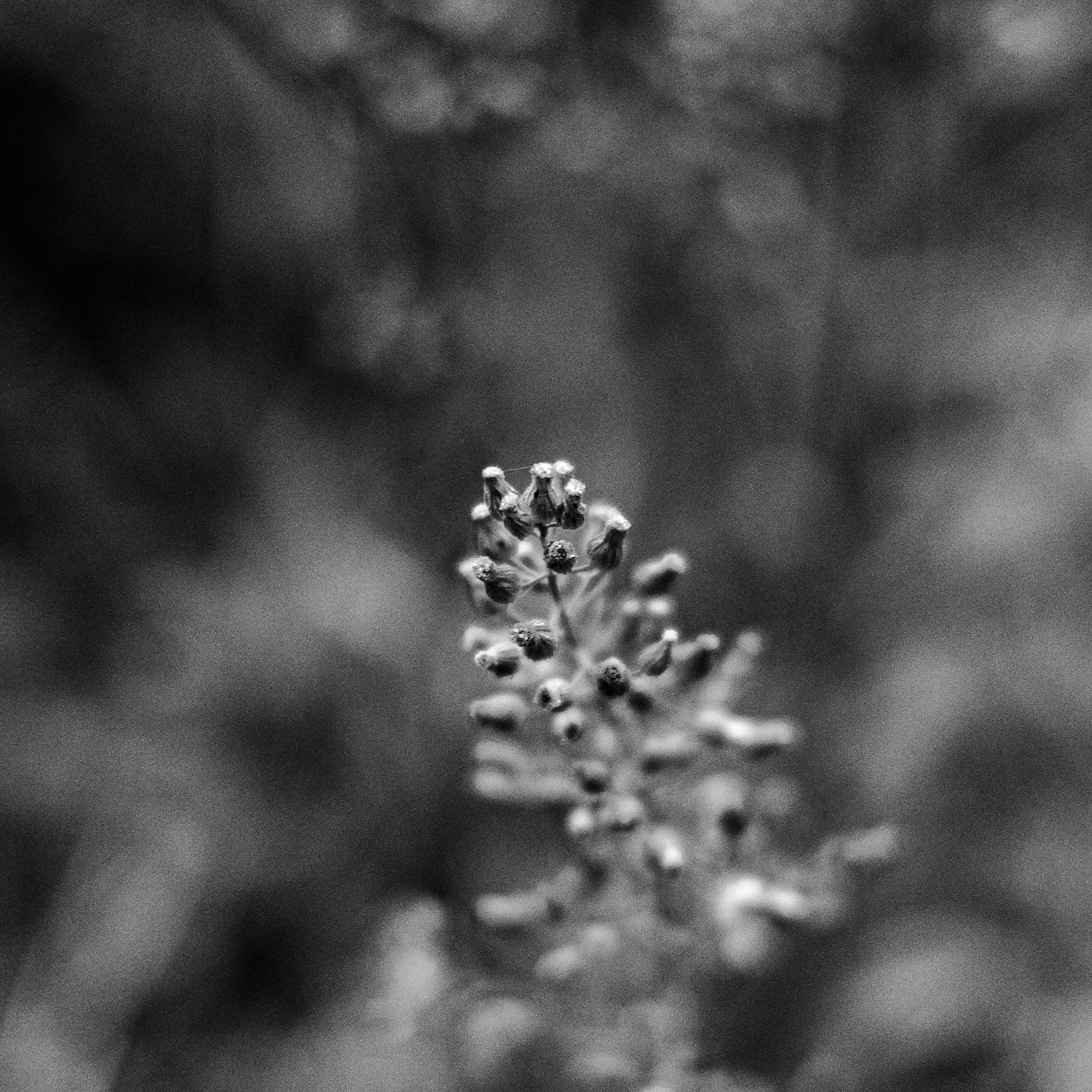 plants are living things 6.