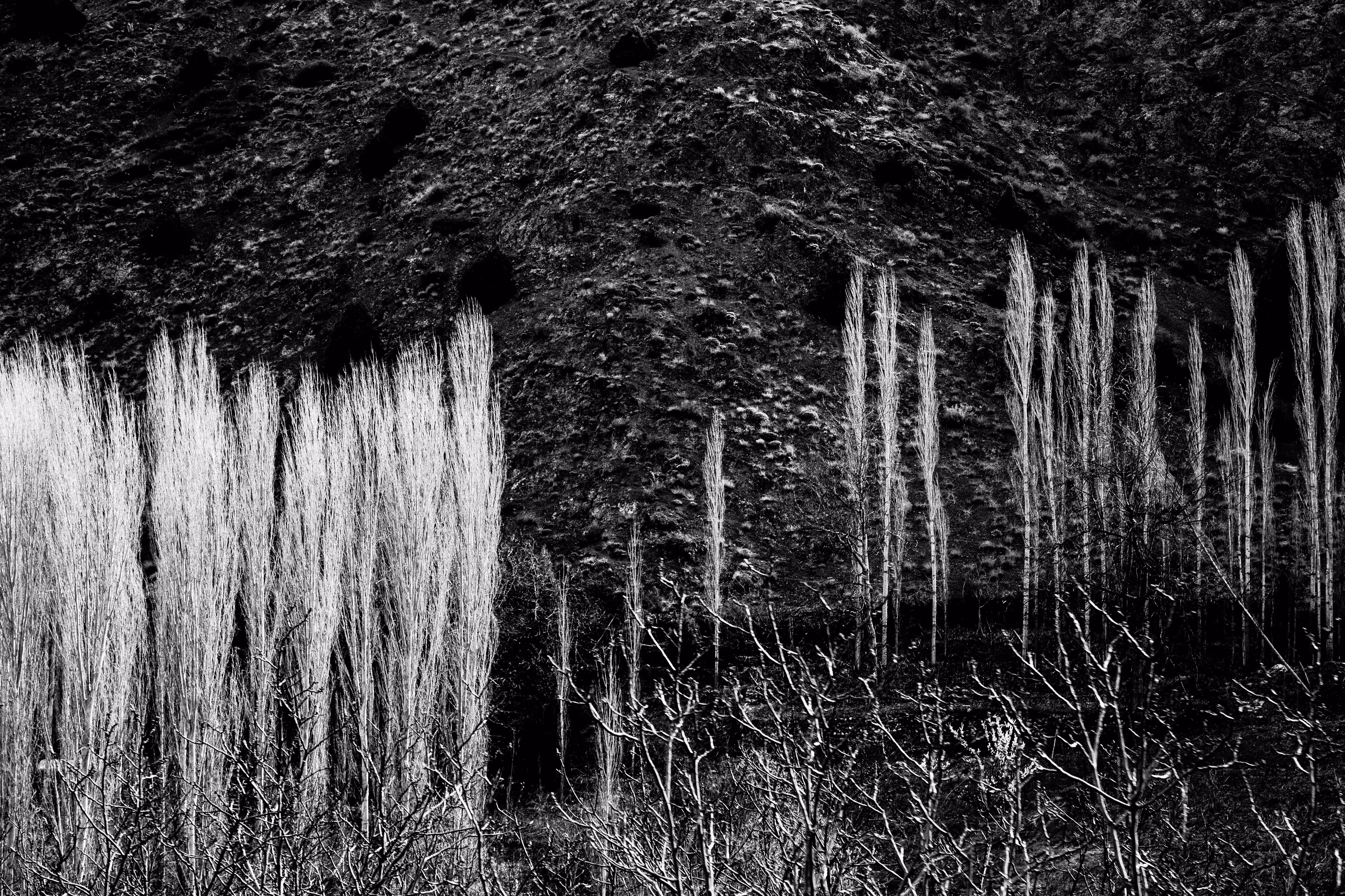 The trees