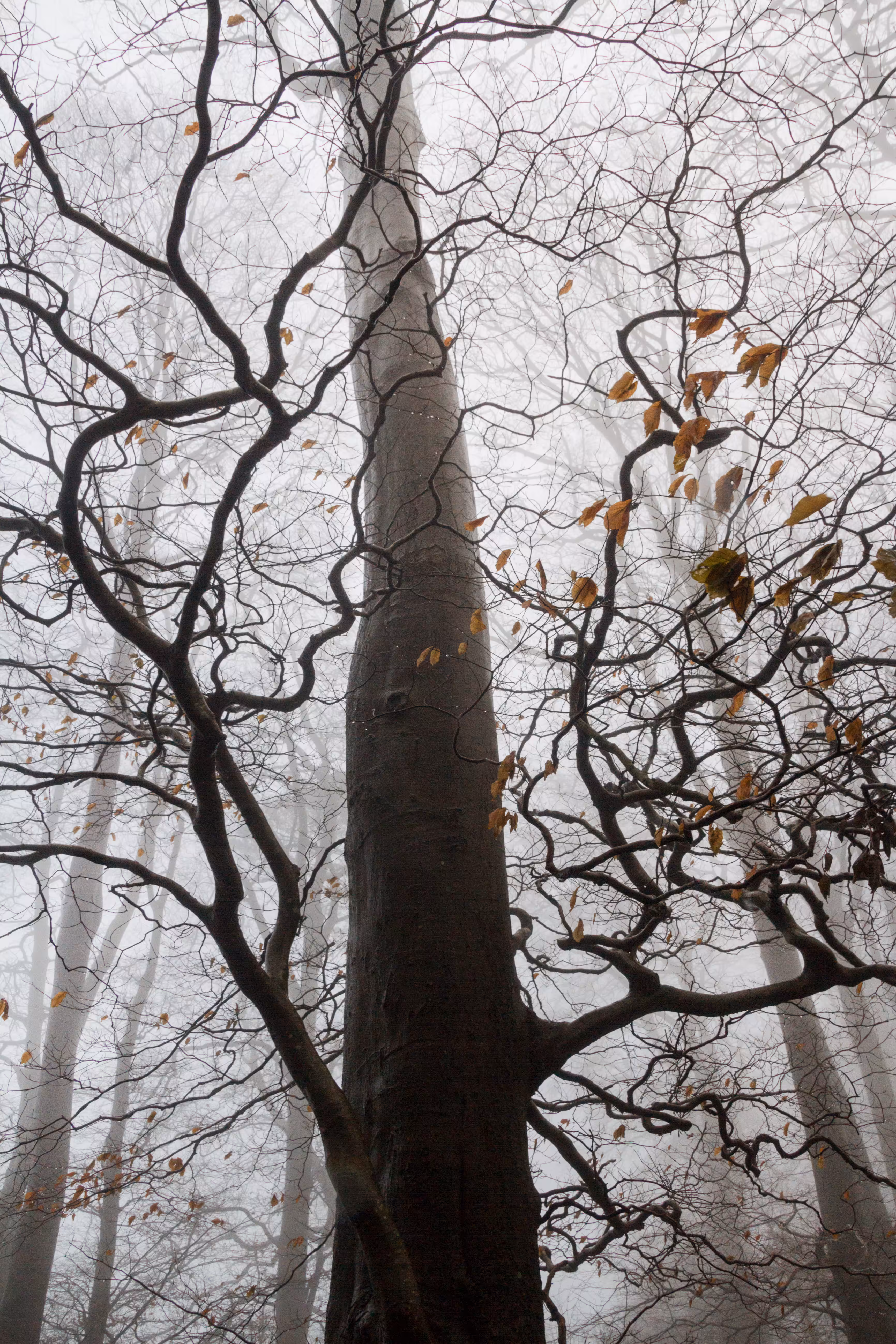 Reaching Skyward