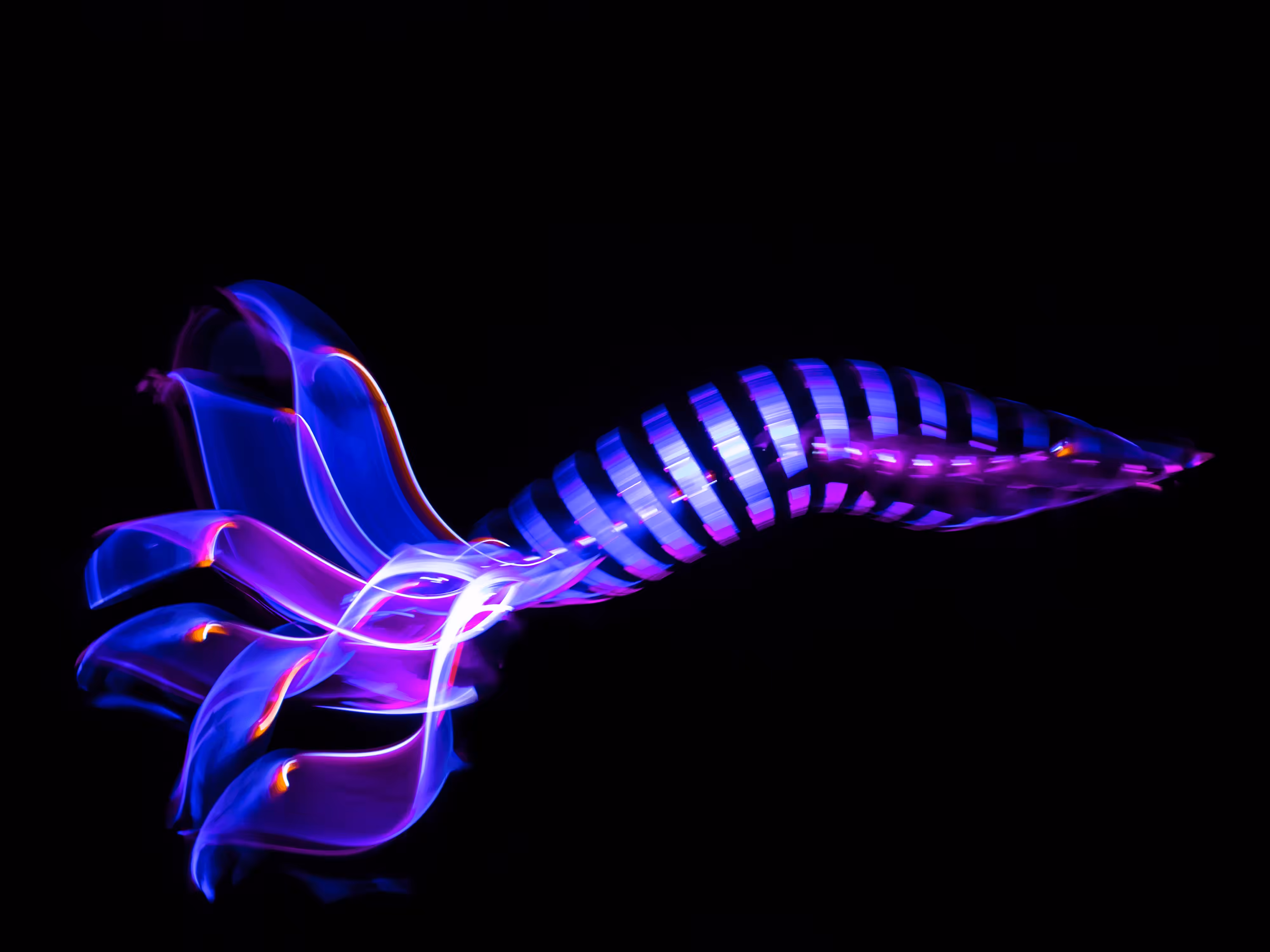 Light squid.