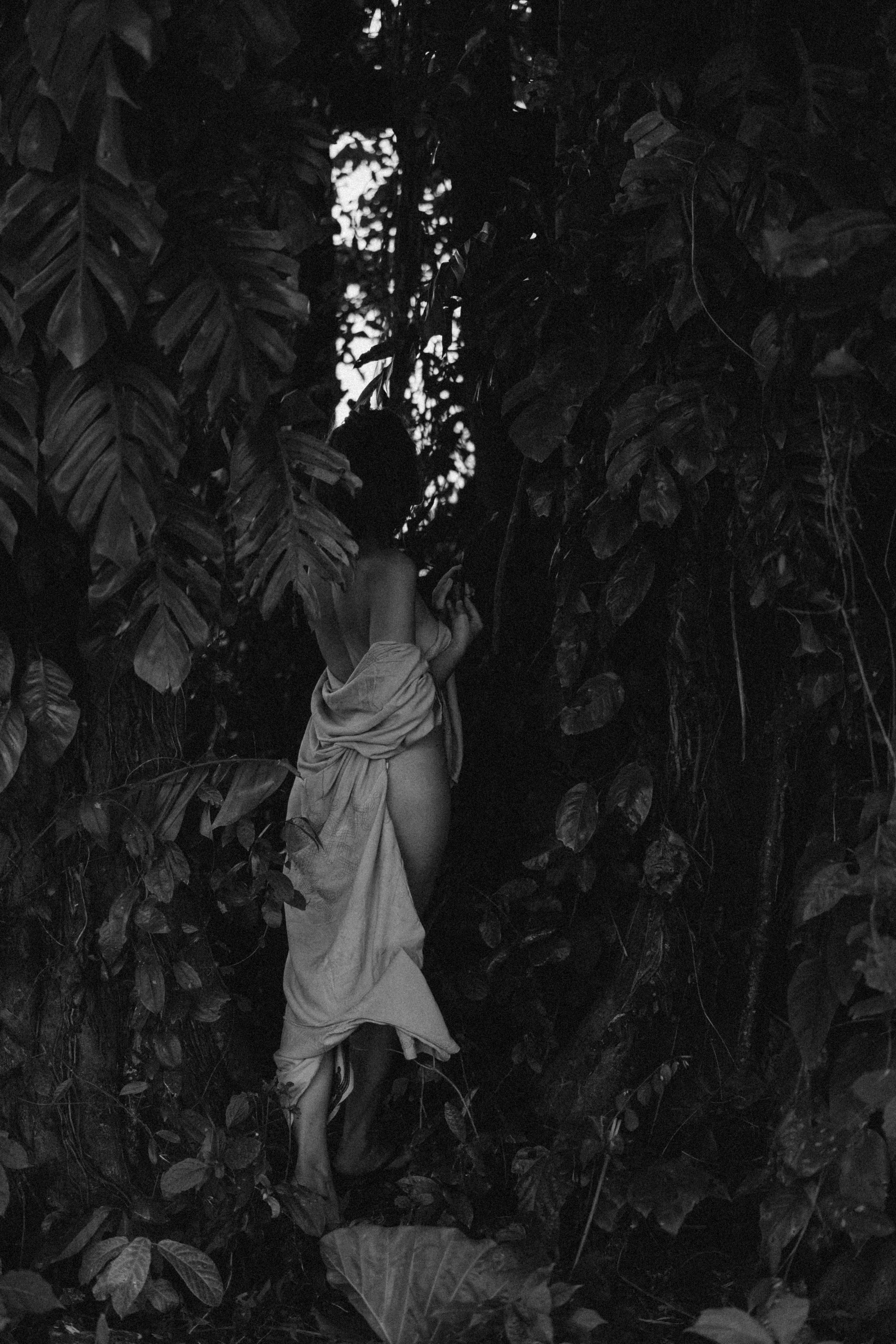 the wood nymph