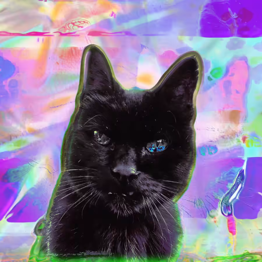 GATO NEGRO