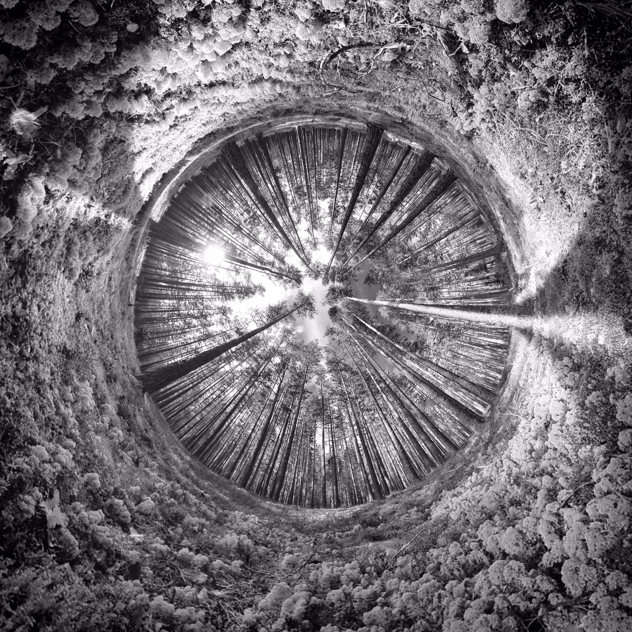 Forest series Black&White: This is where the mushrooms grow 01