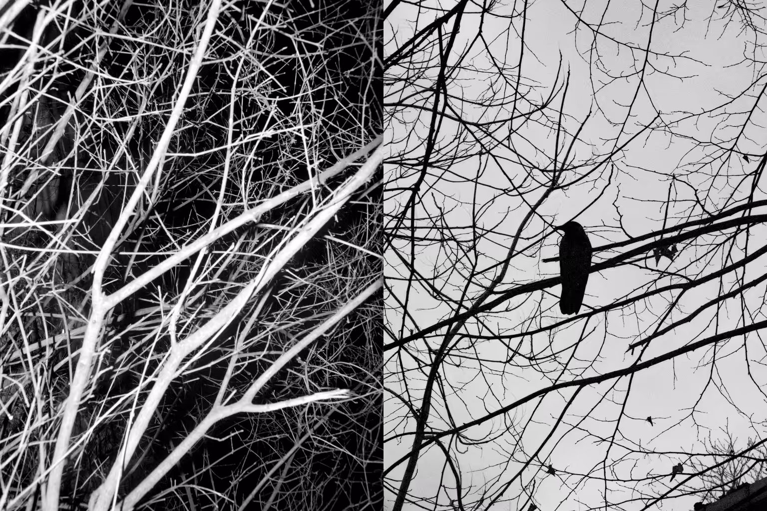 Unexpected Disfigure_12