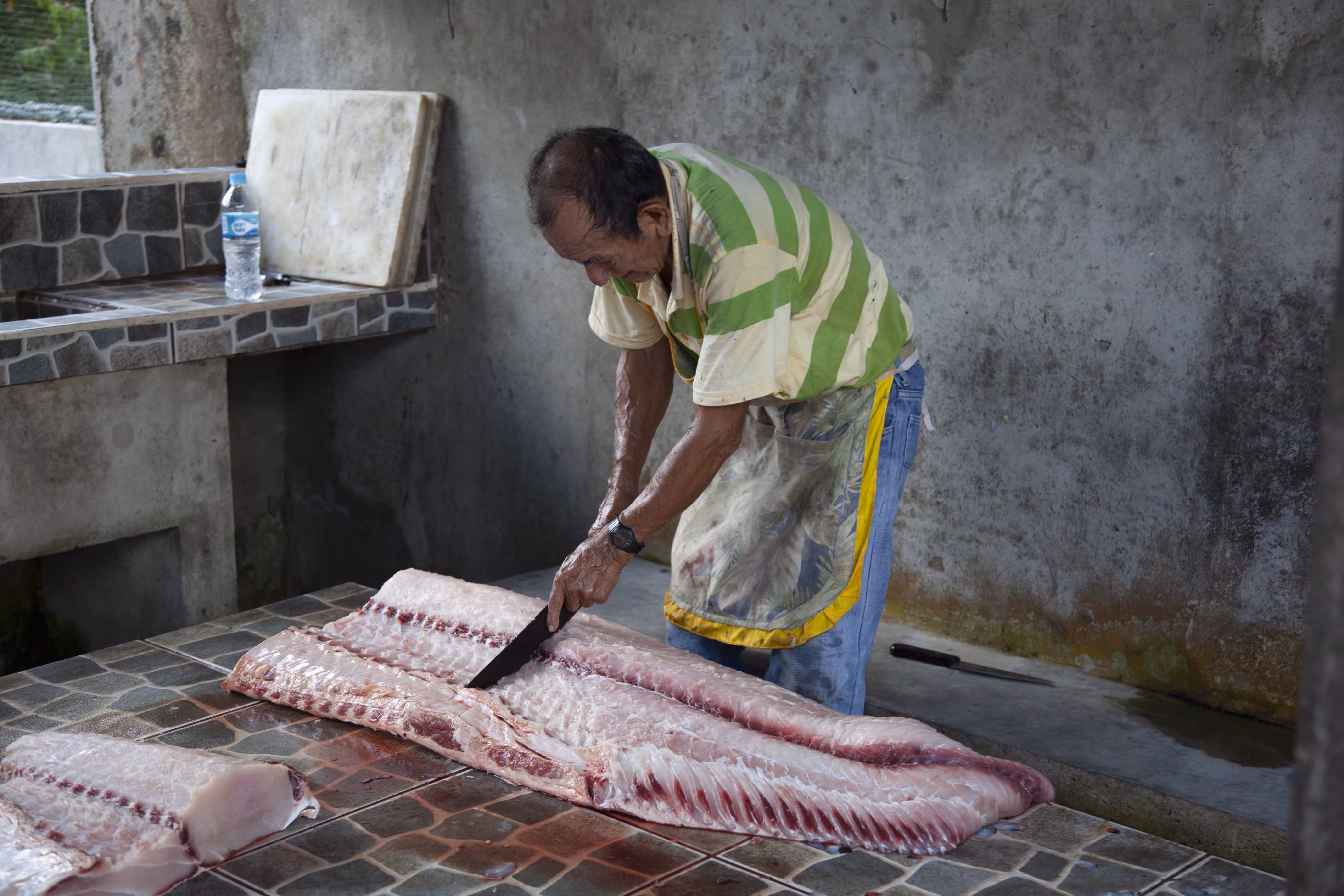 Arapaima gigas 2