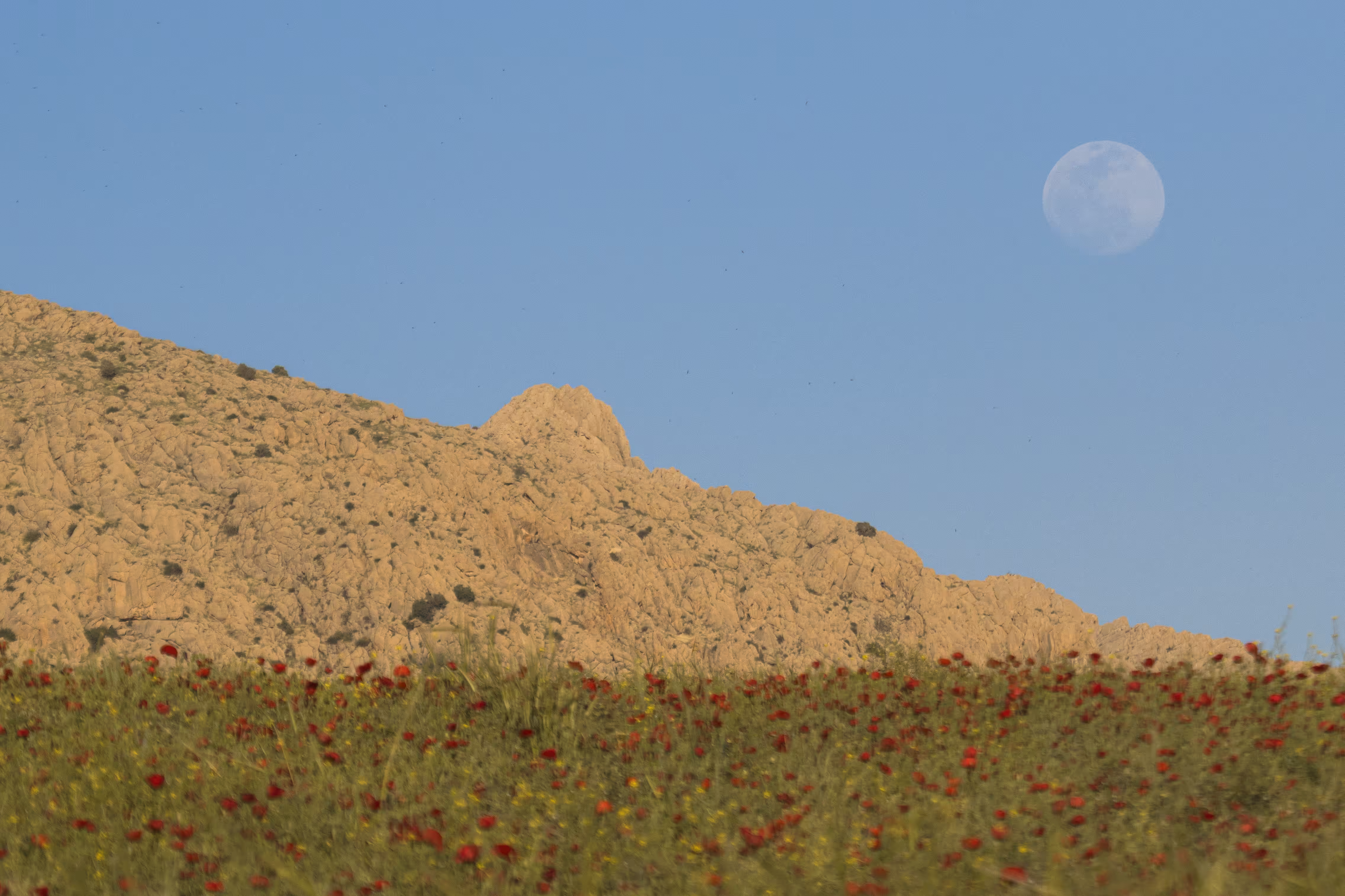 Lunar Majesty