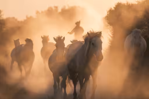 White Angels of Camargue #18