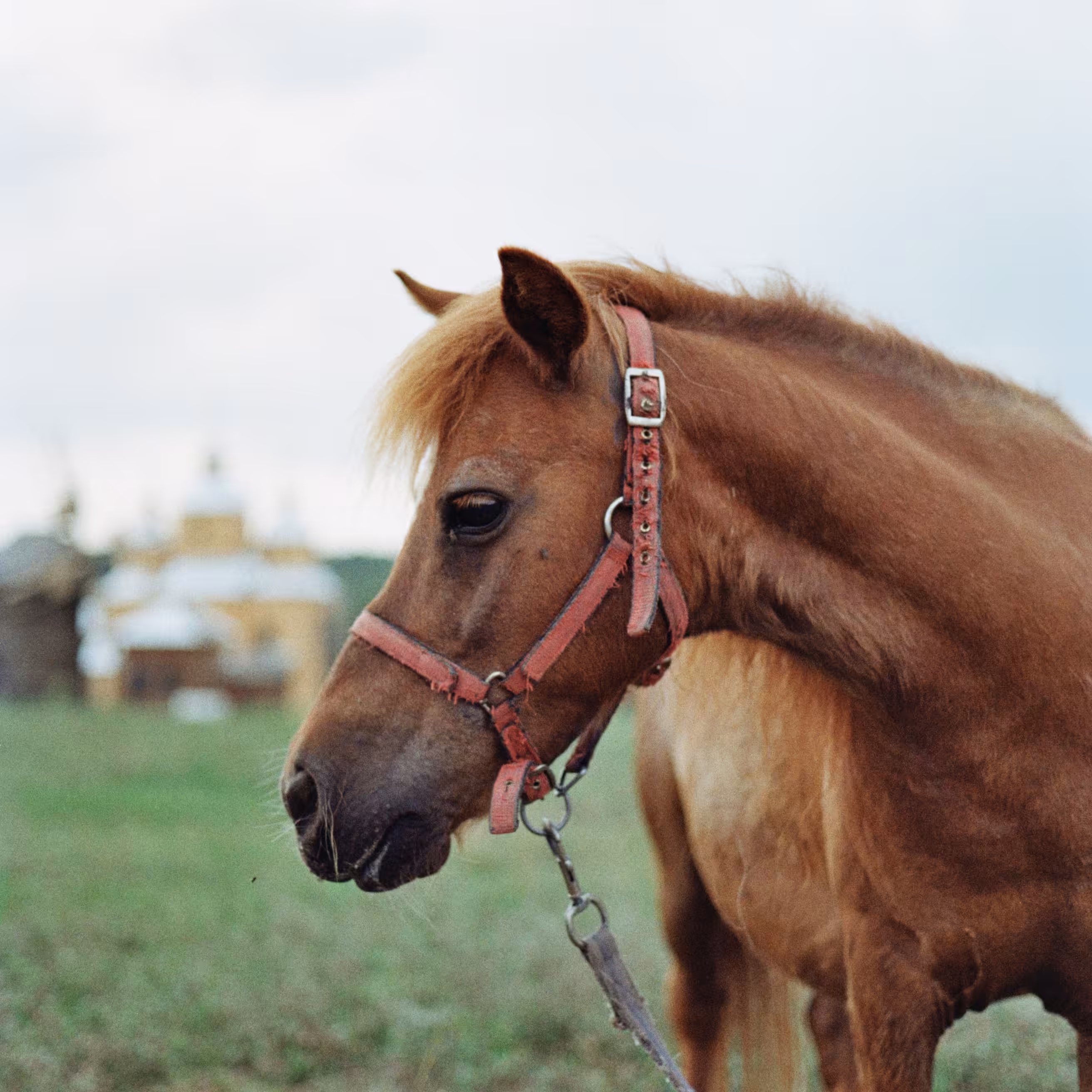 myhorses #2