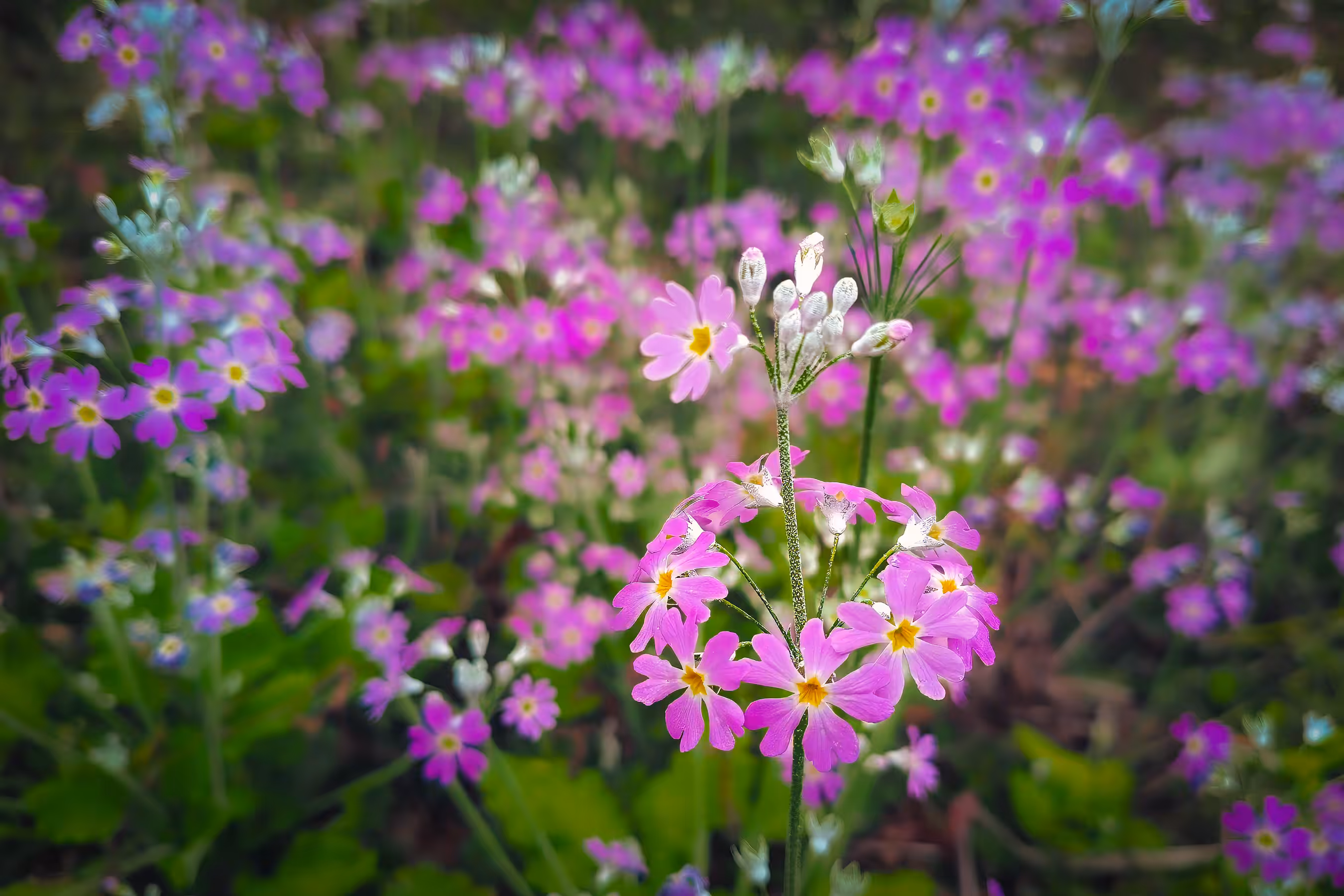 Fairy Primrose