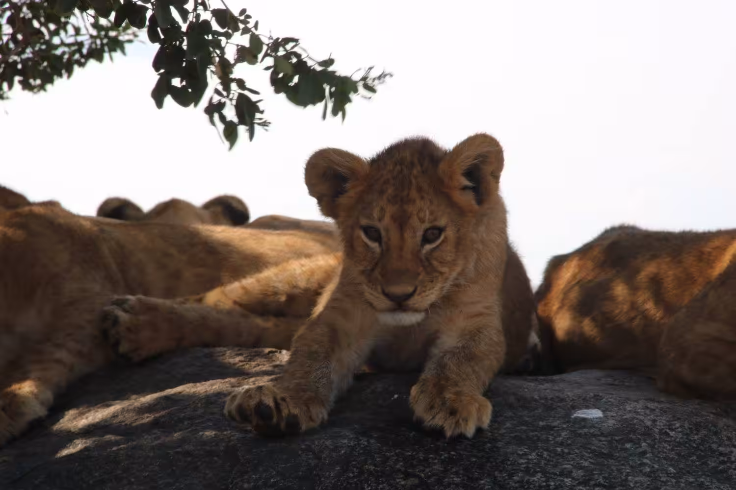 lion cub resting with family