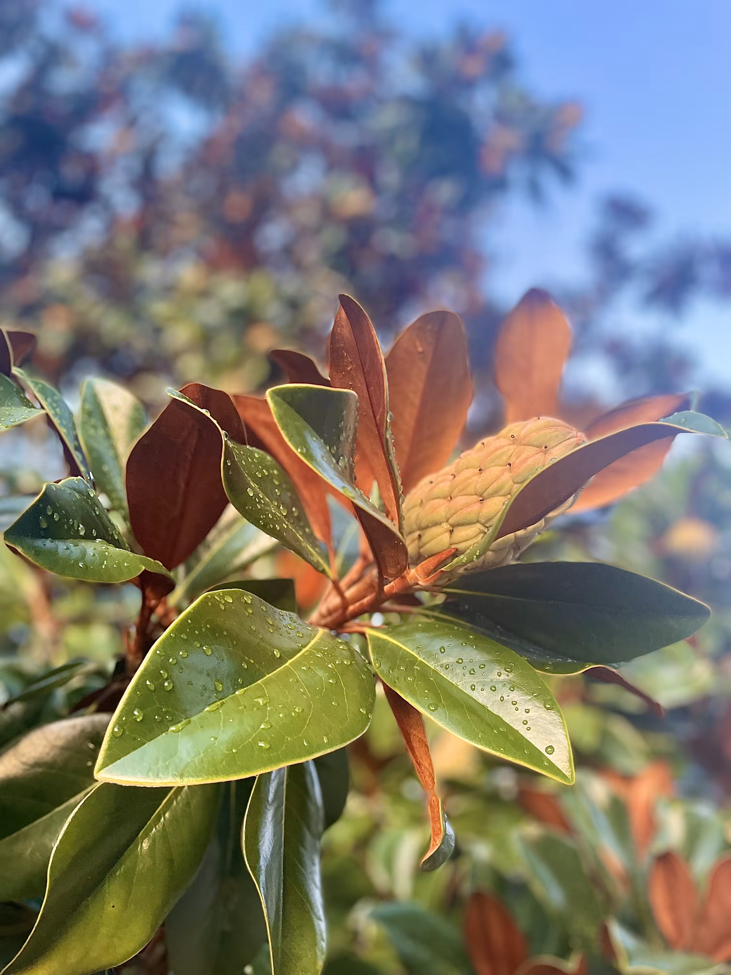 A Fruiting Tree