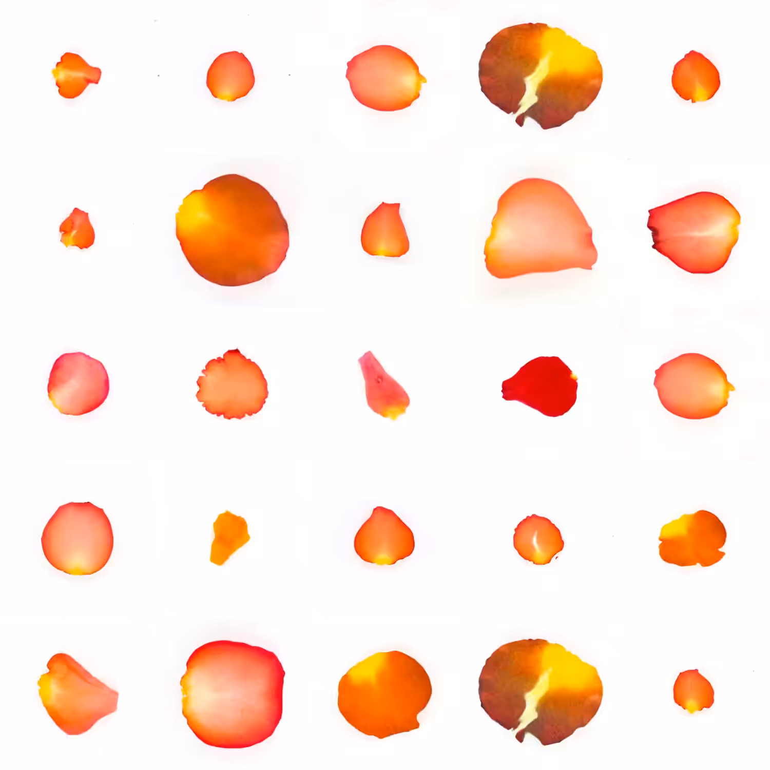 Infinite Petals 5x5#24752