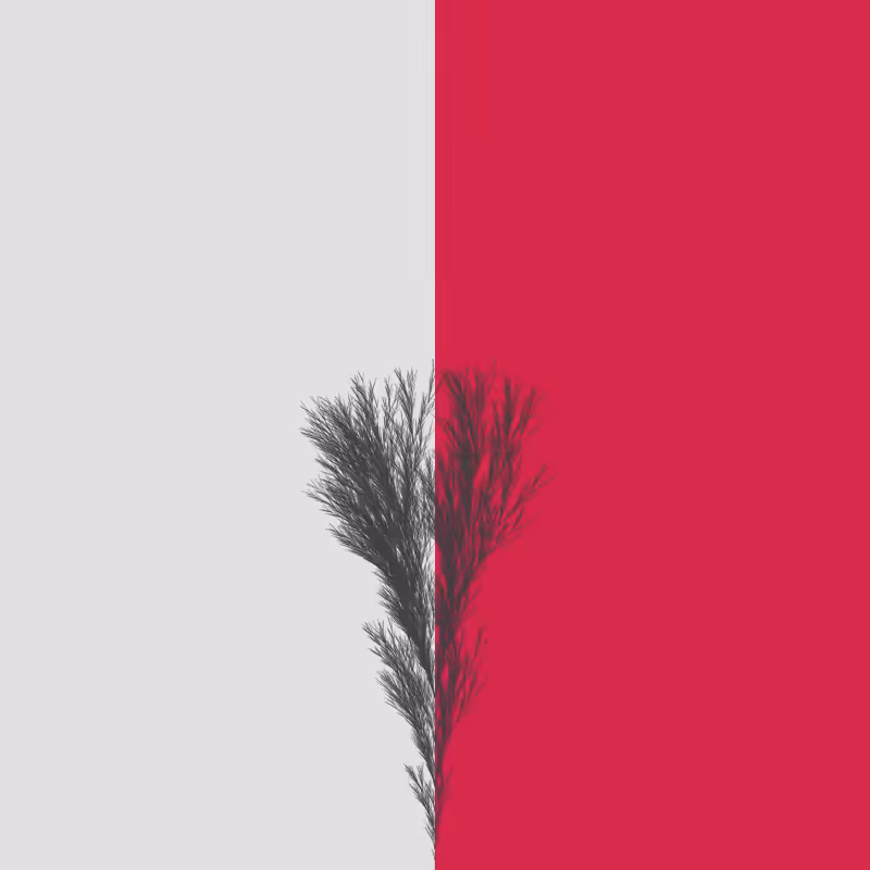 Rushbush #2