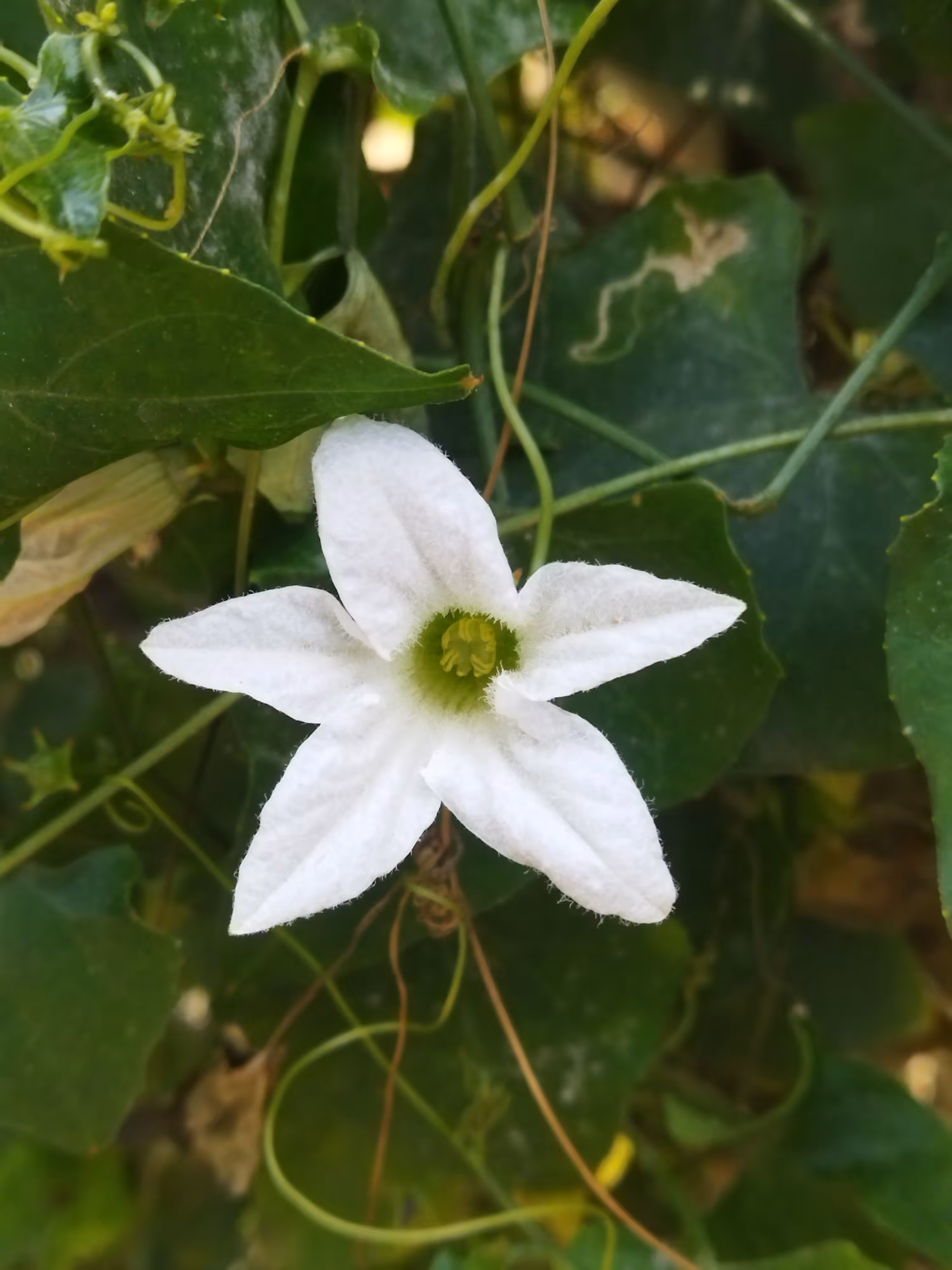 Ivy Gourd Flower - II 