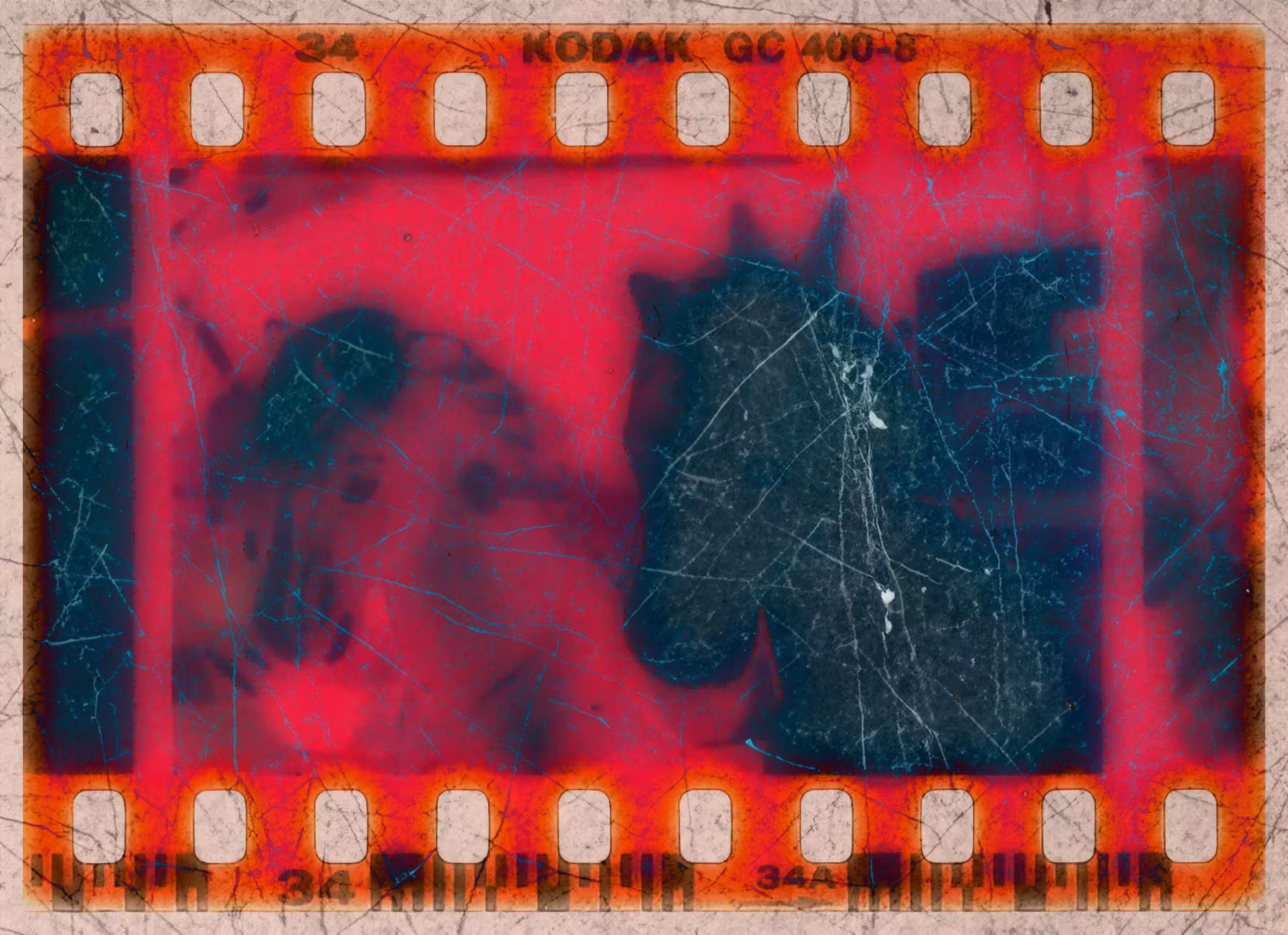 Wild horses