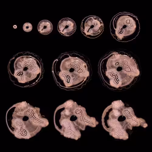 Embryogenesis #48