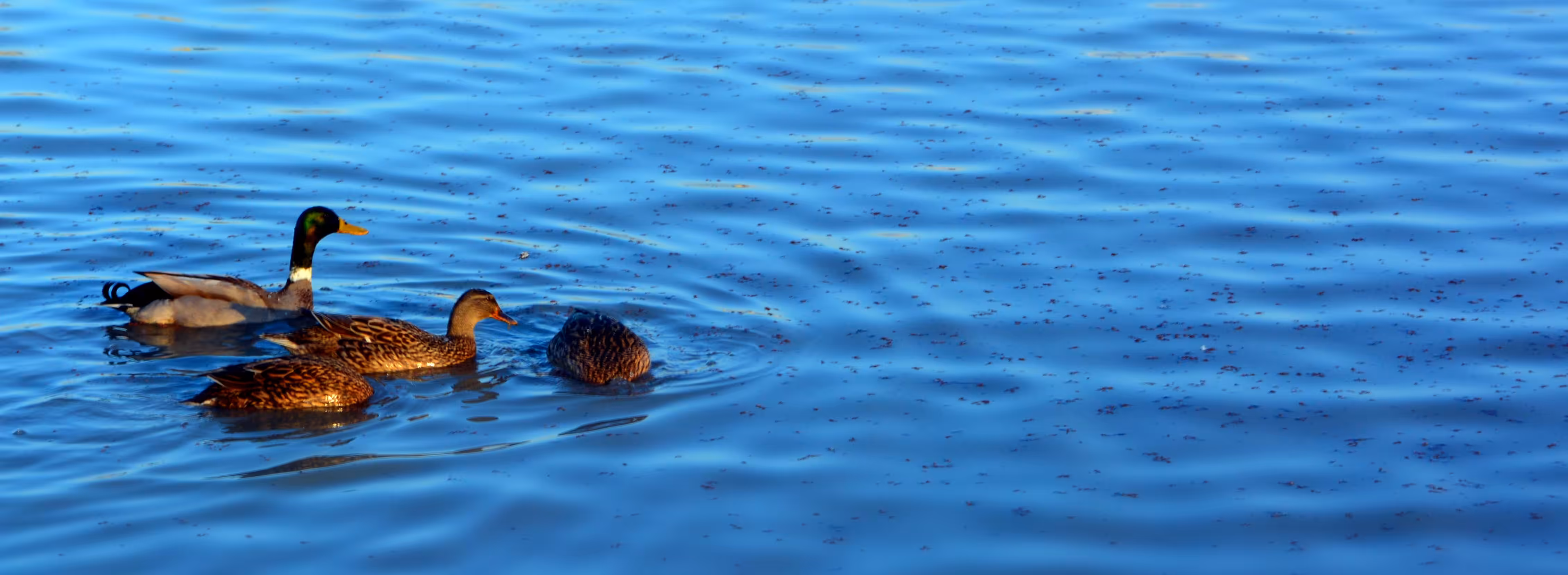 Migratory birds, lovely guests