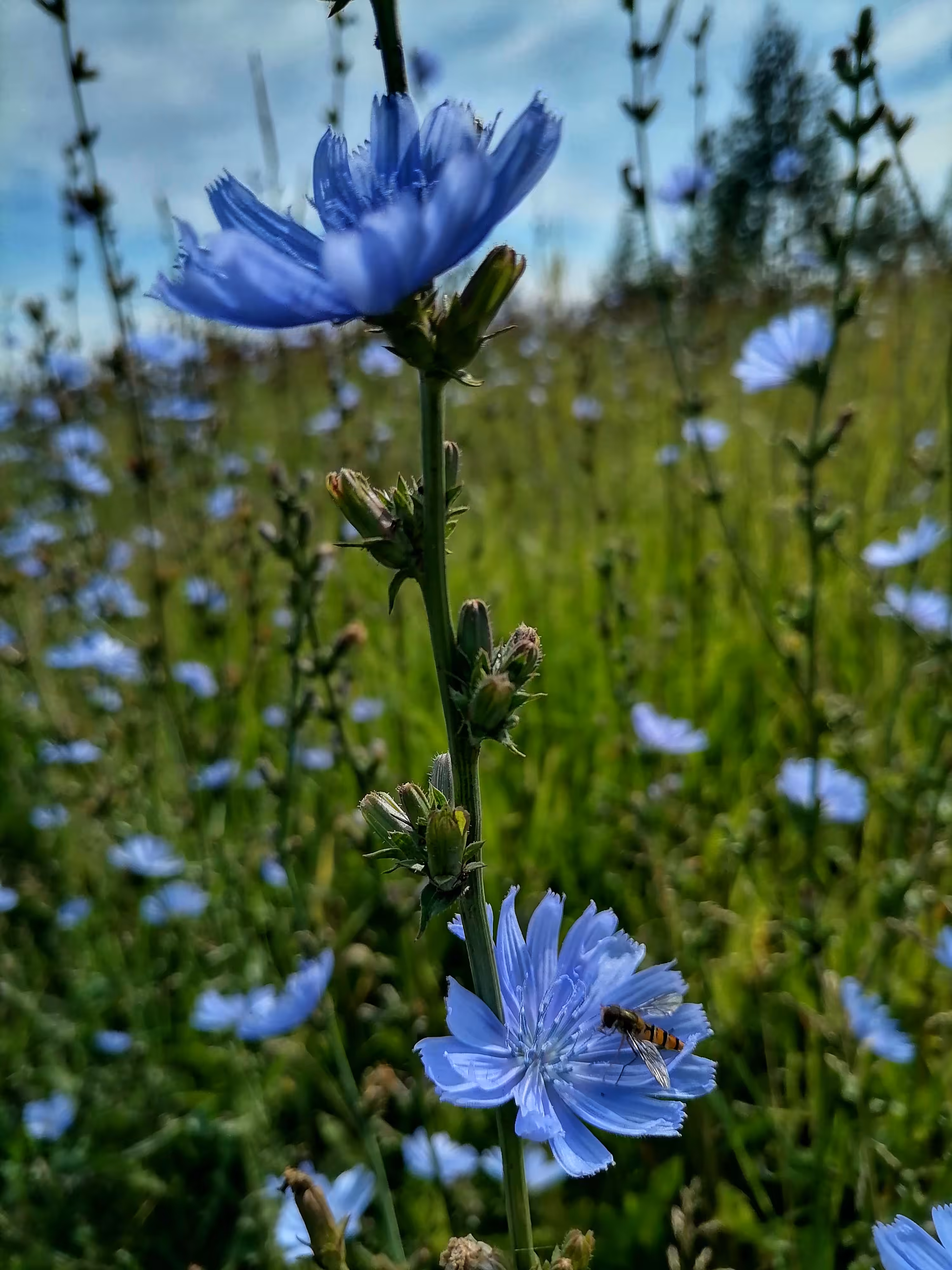 Beautiful chicory
