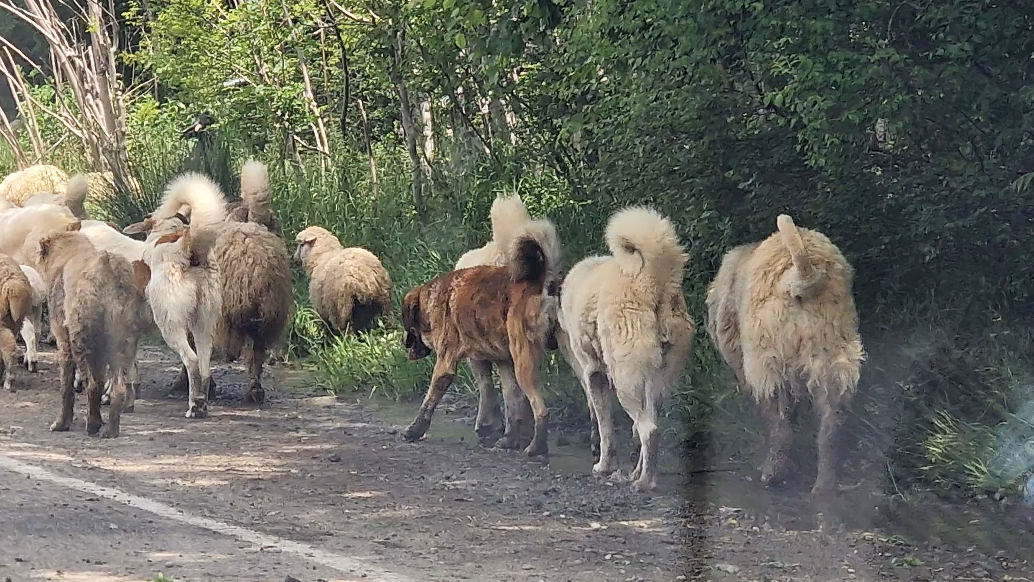 Saguramo Cattle Drive