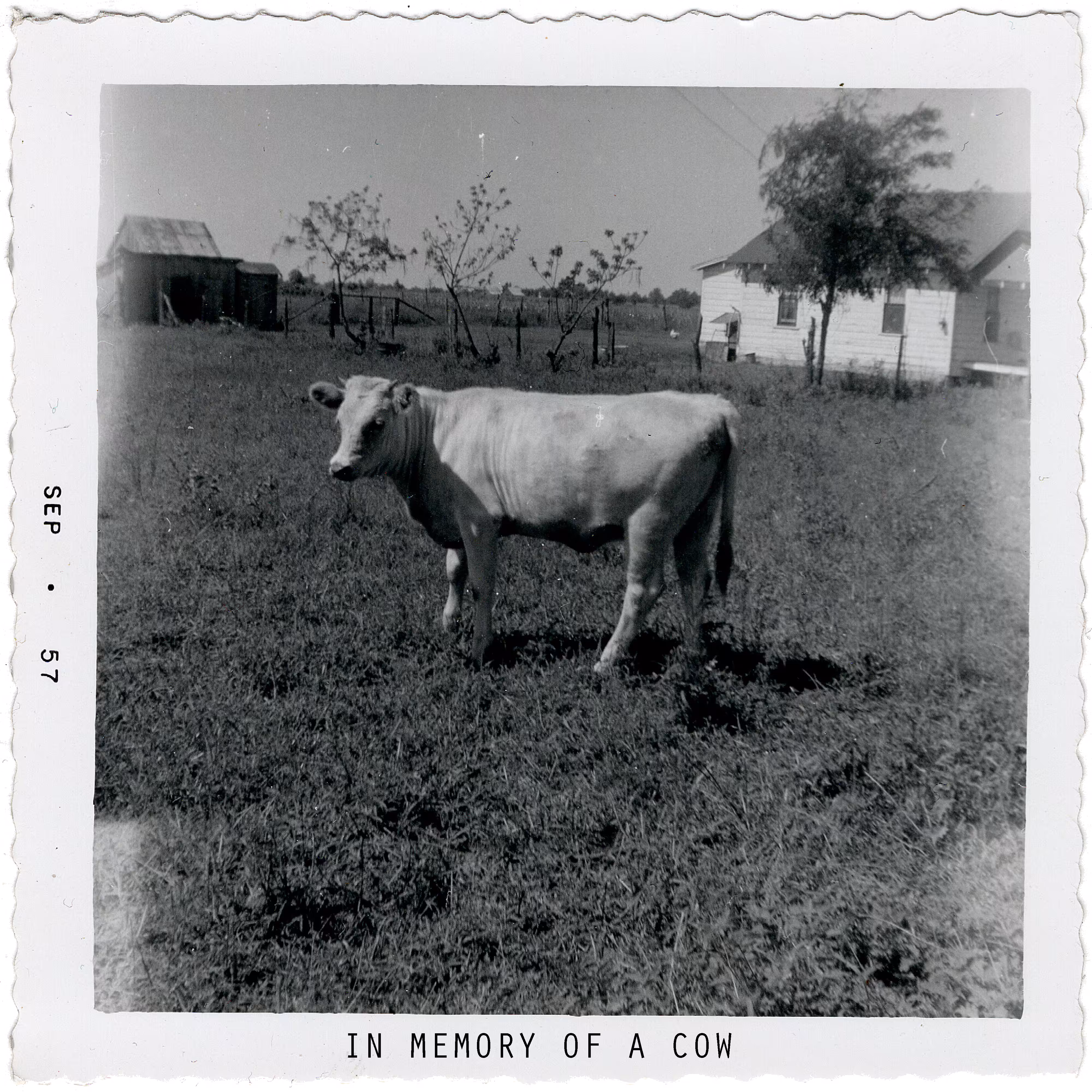 In Memory Of A Cow...