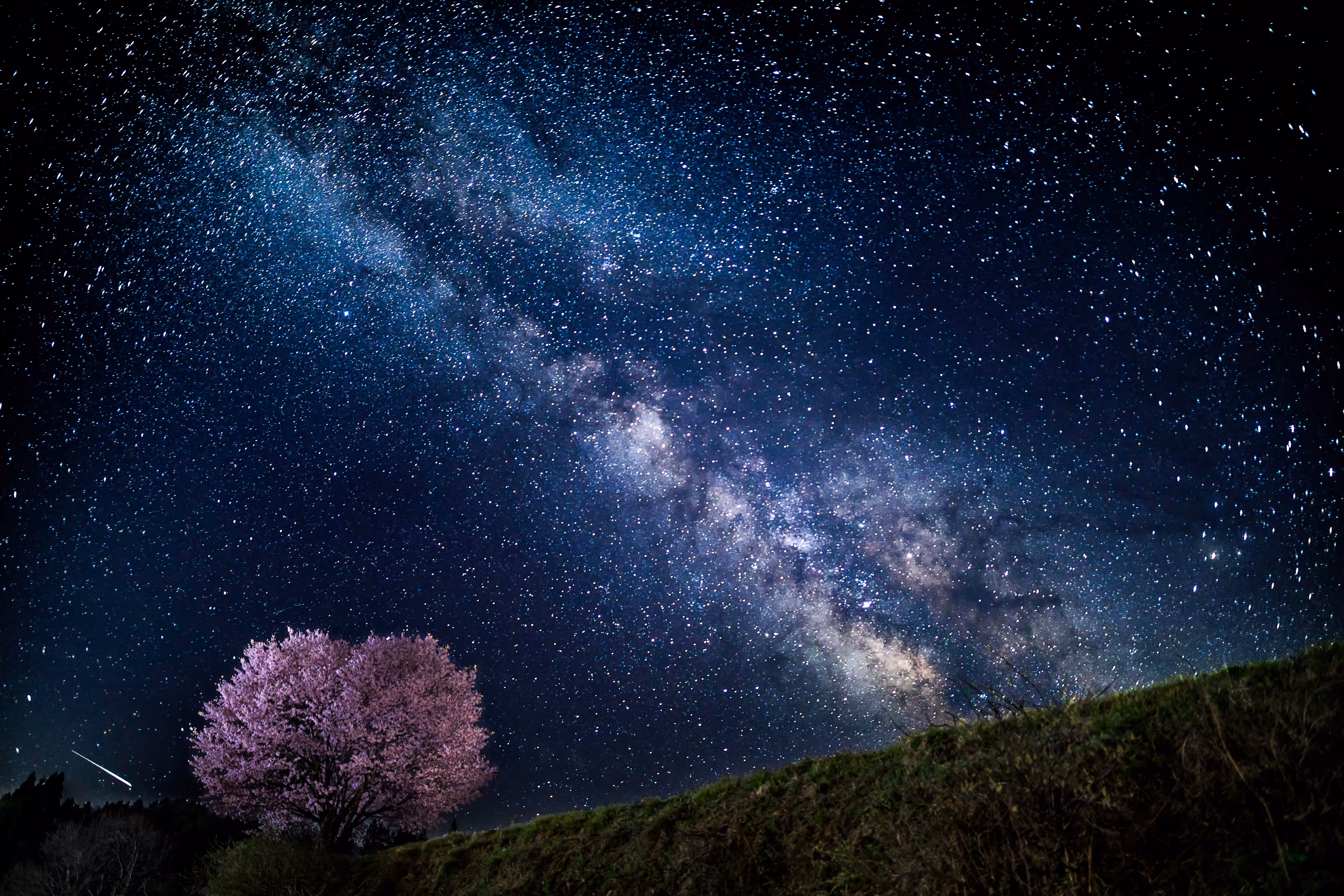 Sakura Galaxy