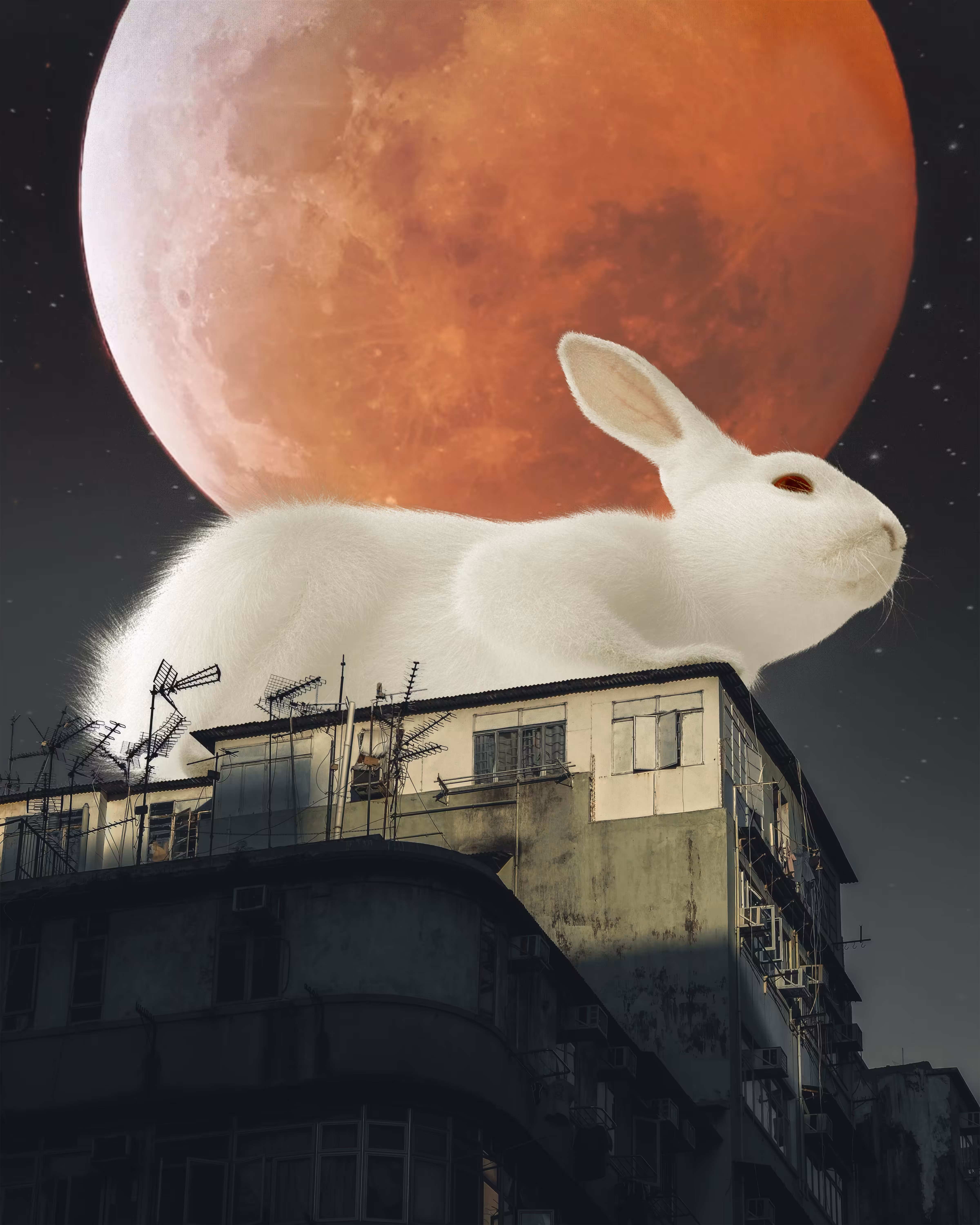 Year of the Rabbit