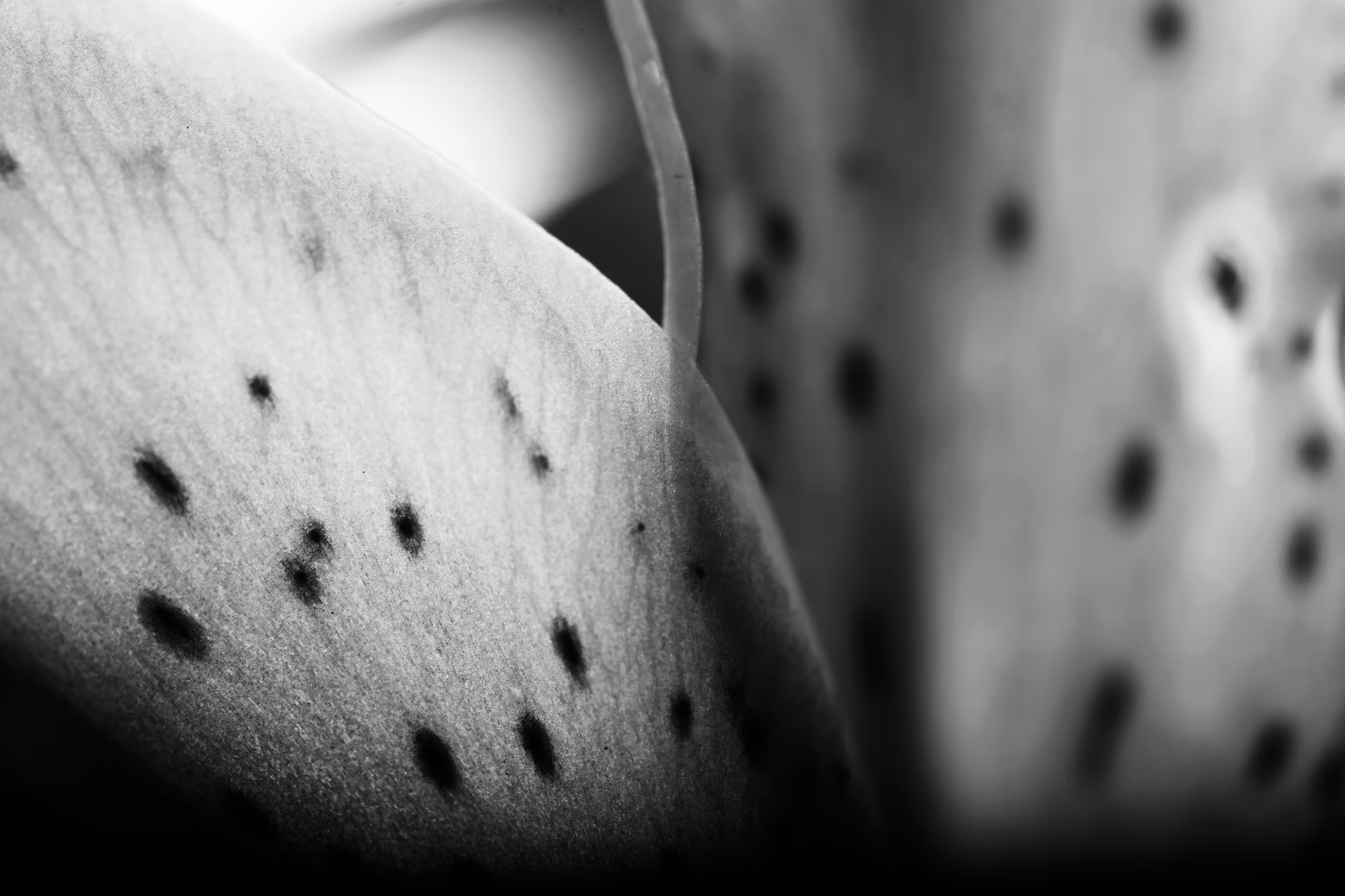 Abstract_frames Collection: The Shadow