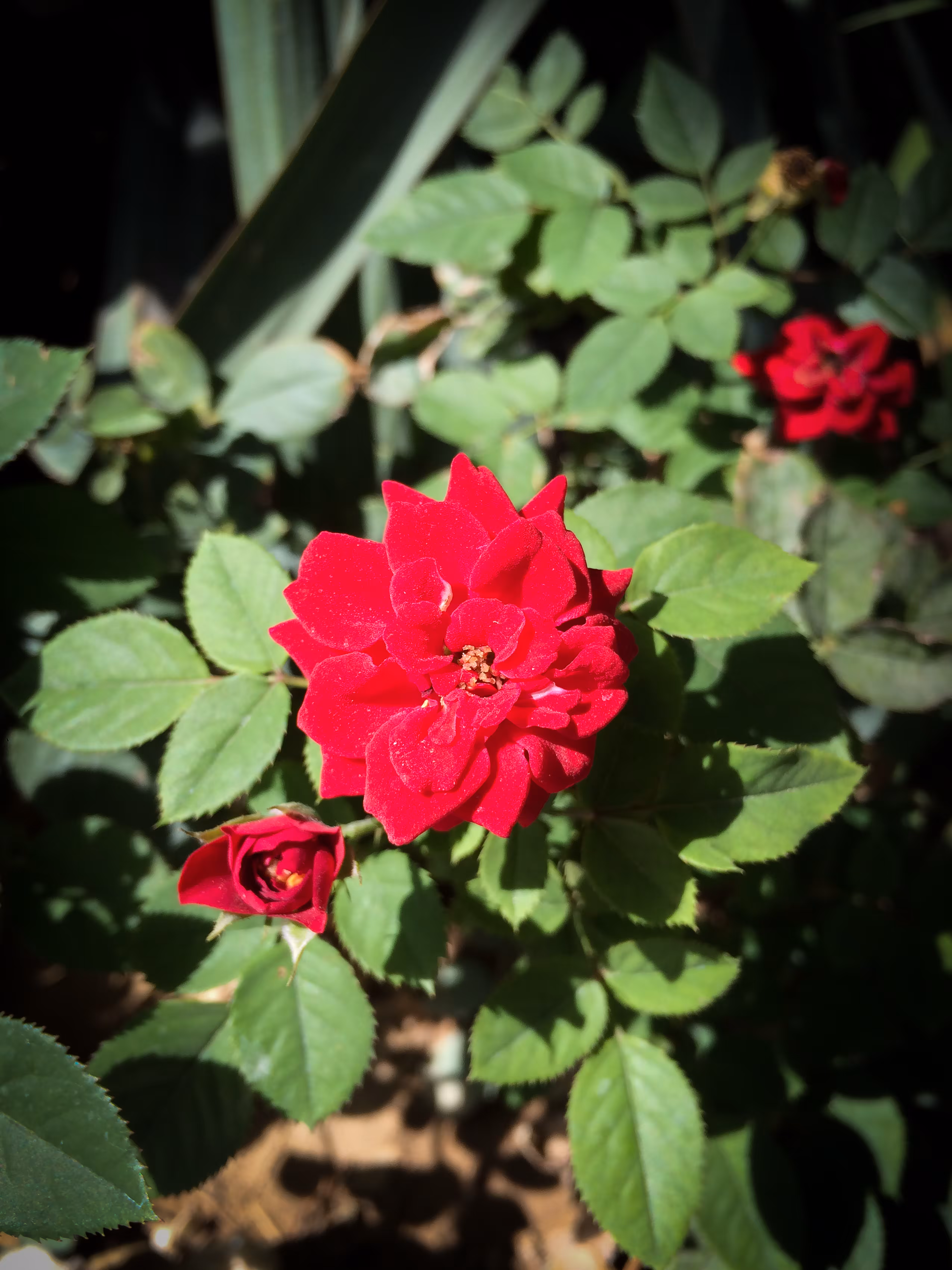 Merrylands.Photography: Merry-Photo 15