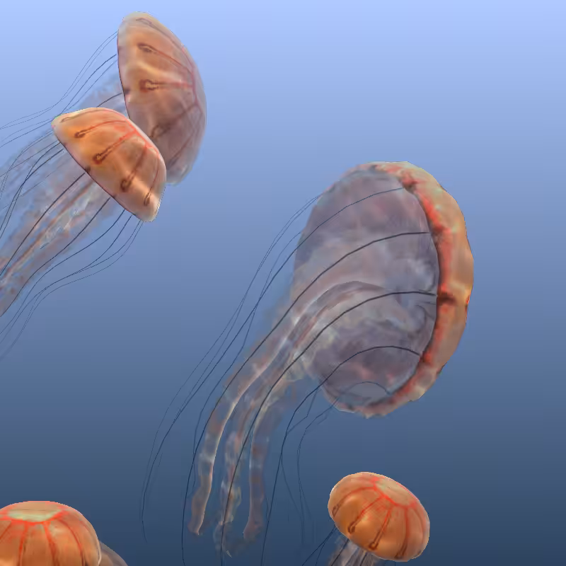 Jellyfish #5