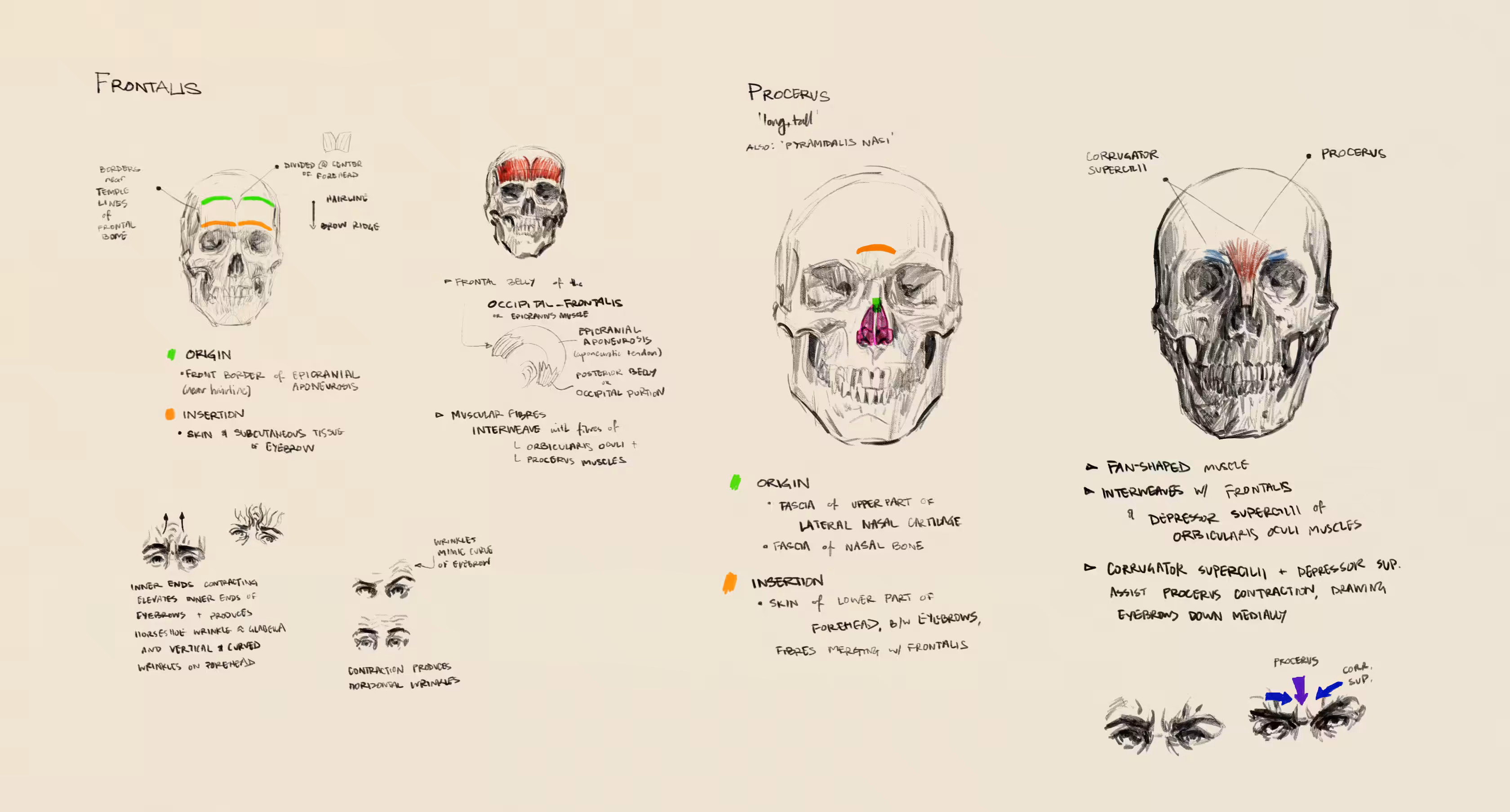 anatomy study: frontalis + procerus - 22/03/2022