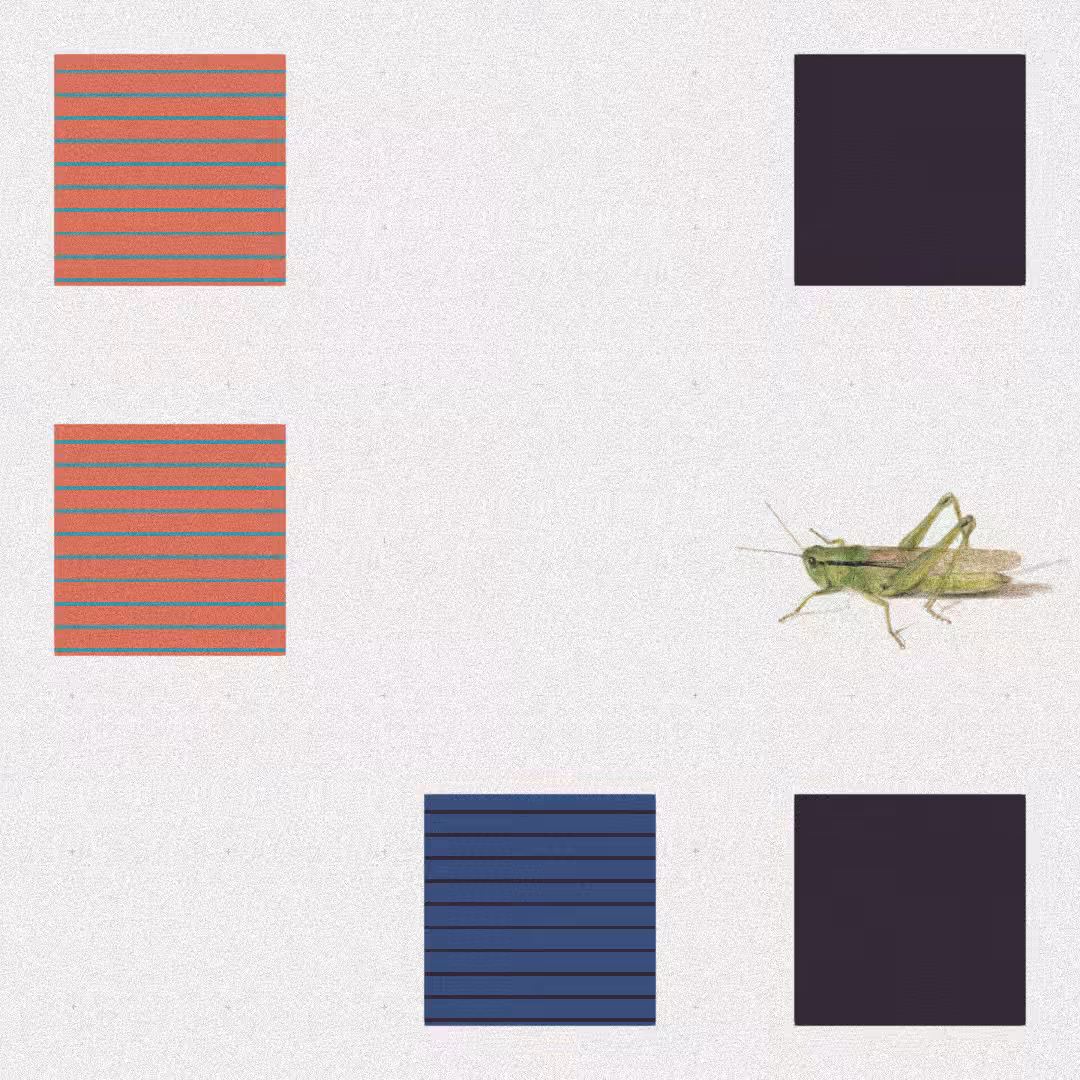 Grasshopper #64