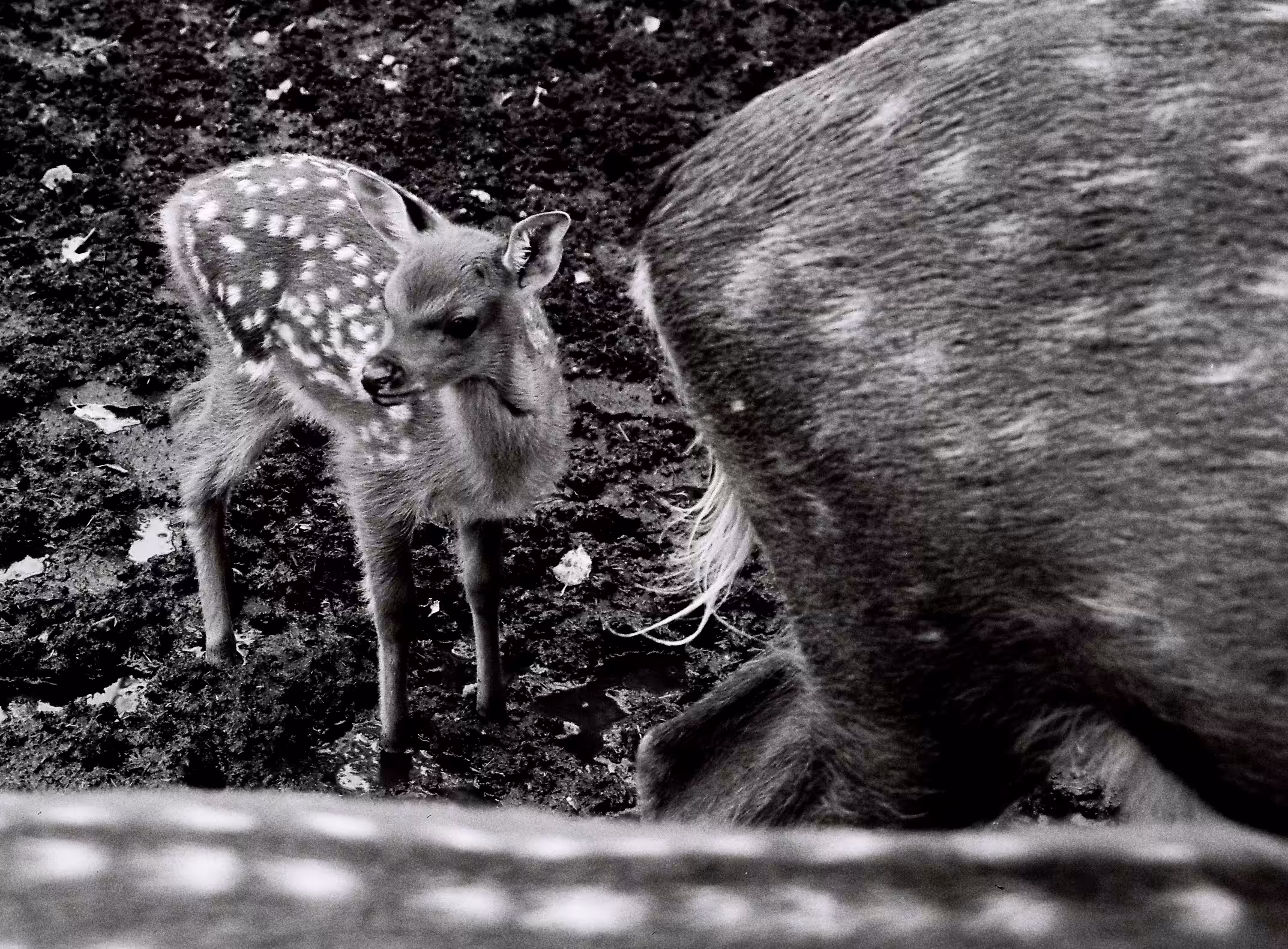 Photography: Fawn