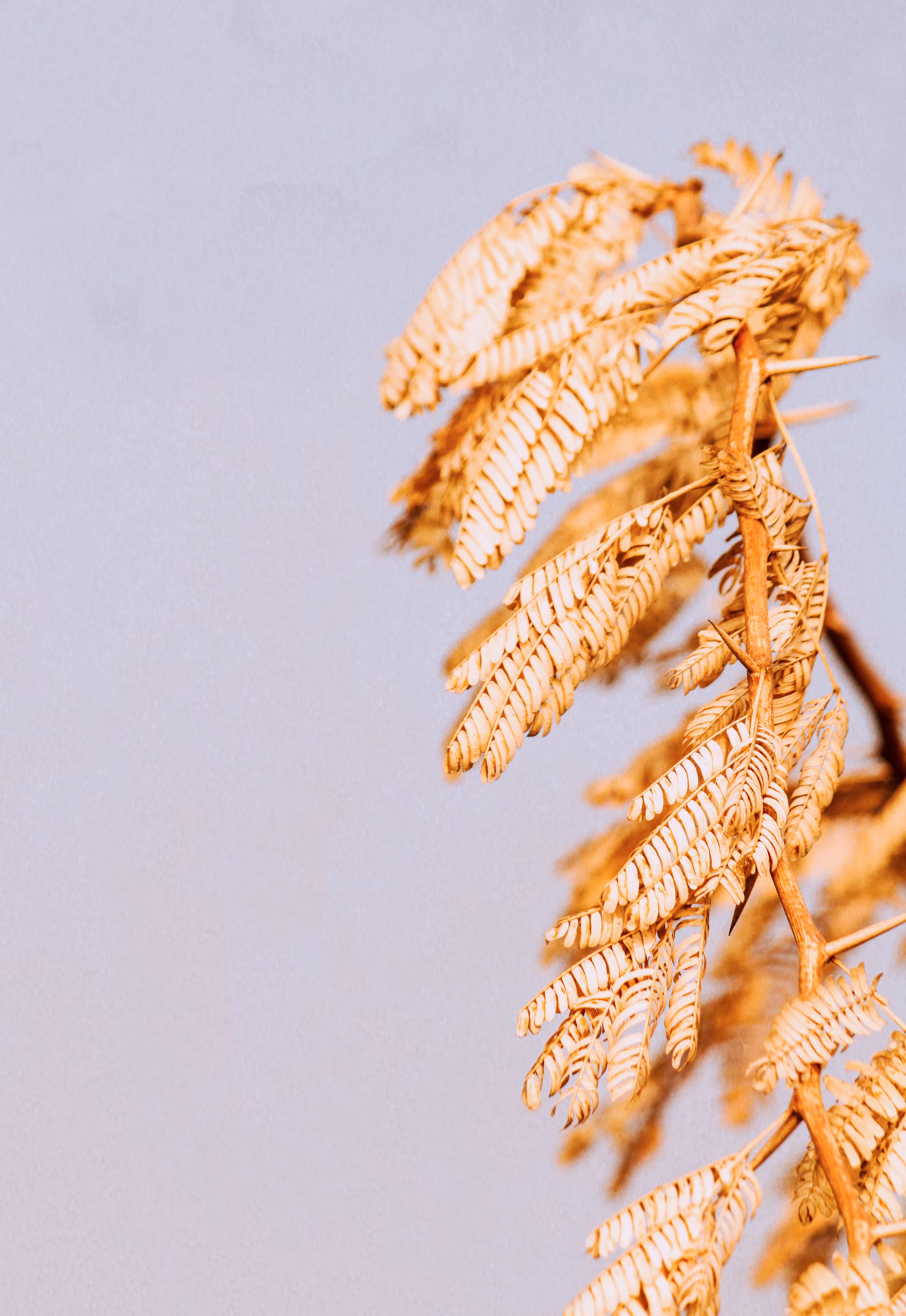 Golden Leaves