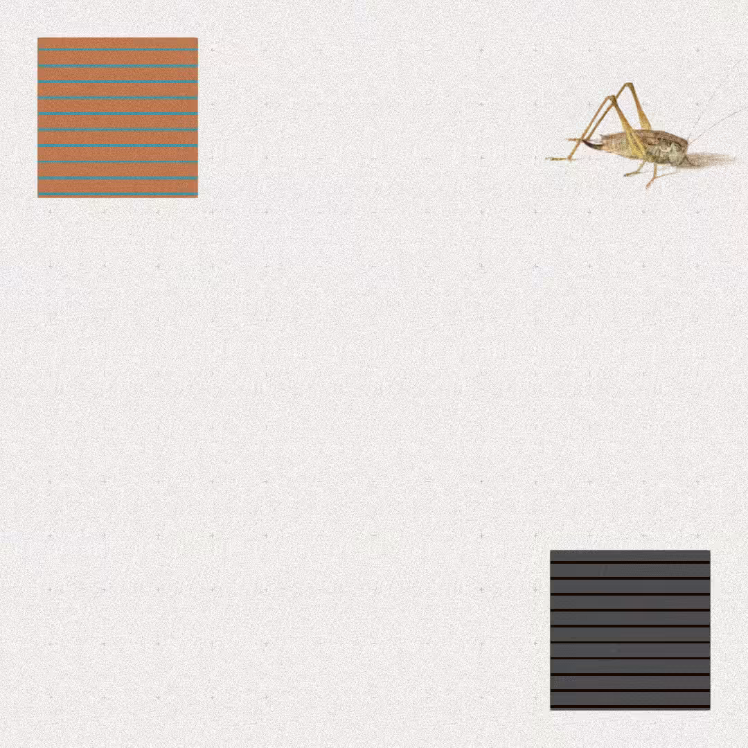 Grasshopper #8