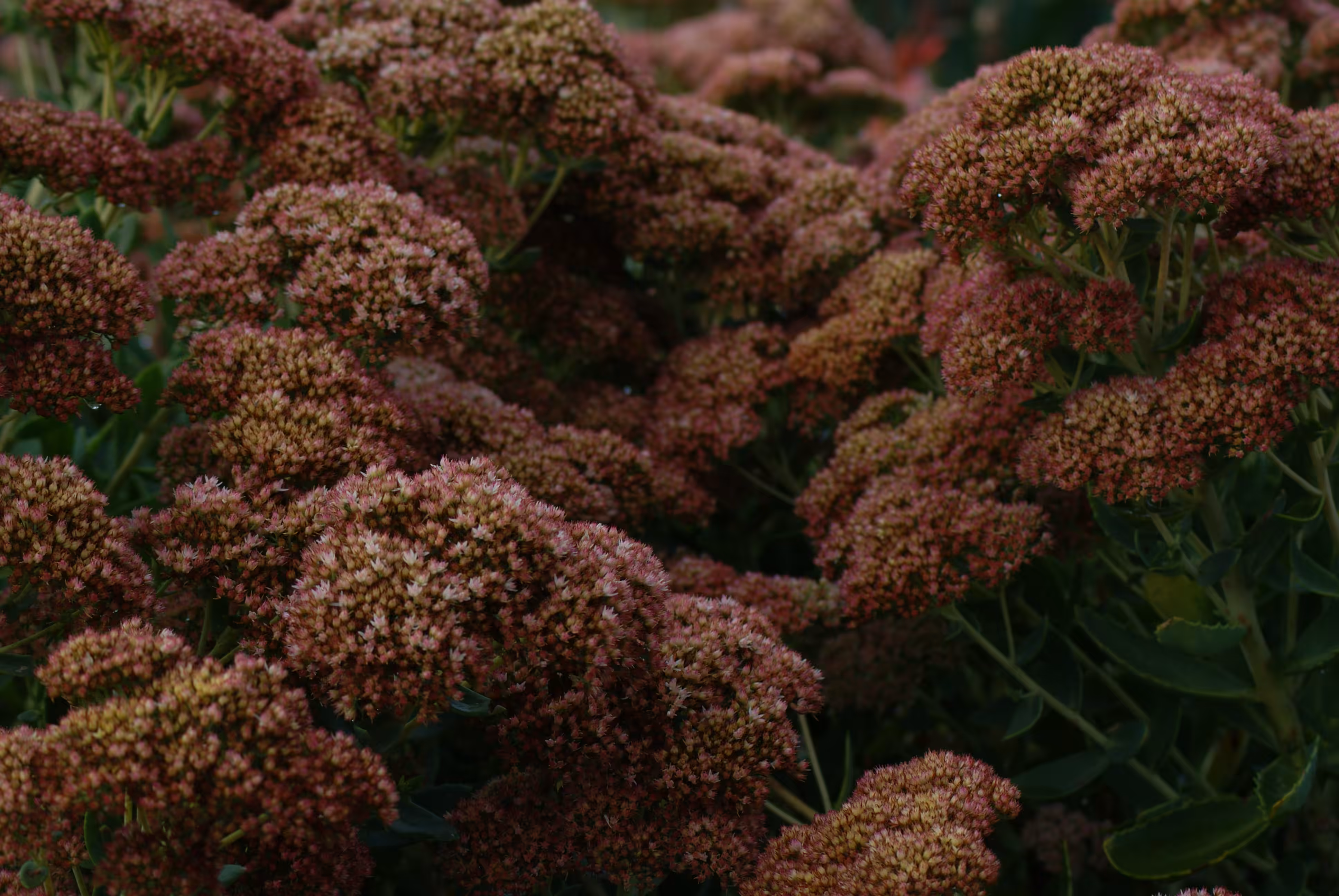 Flowers at the Arboretum, no.1, 2016