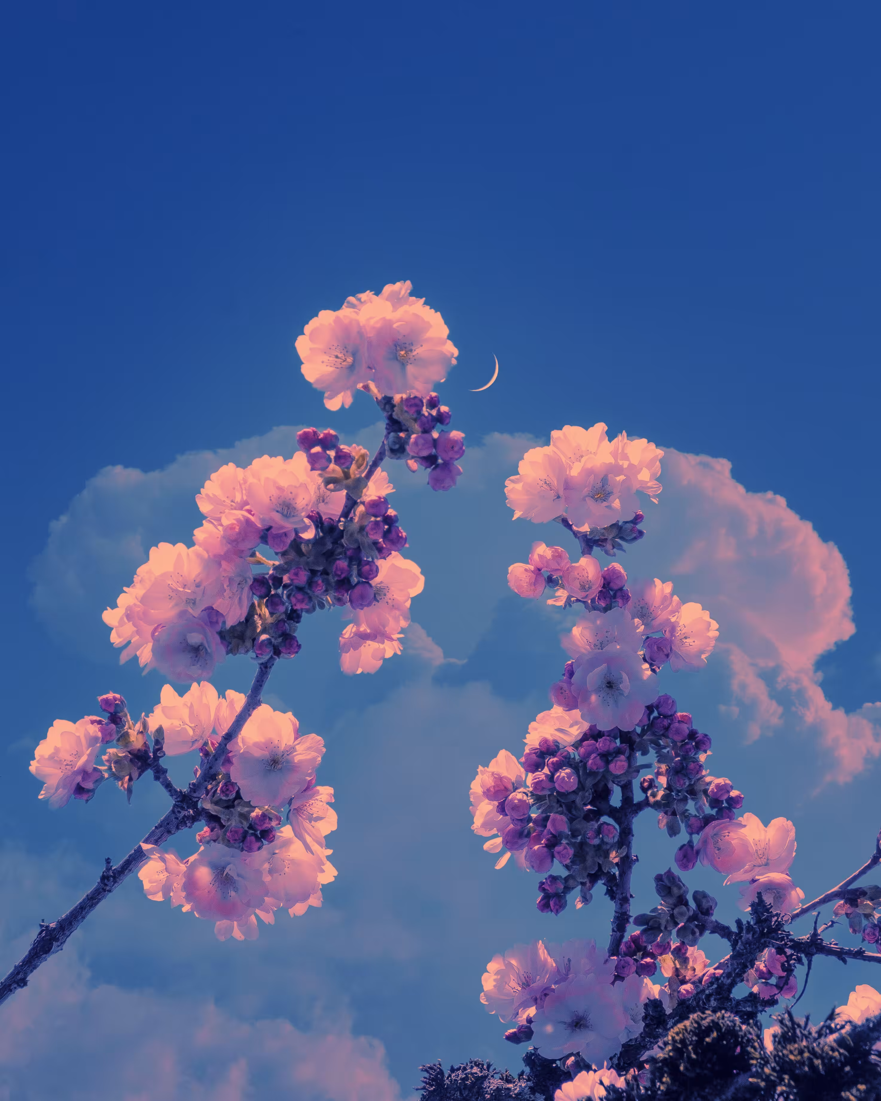 Purple Haze