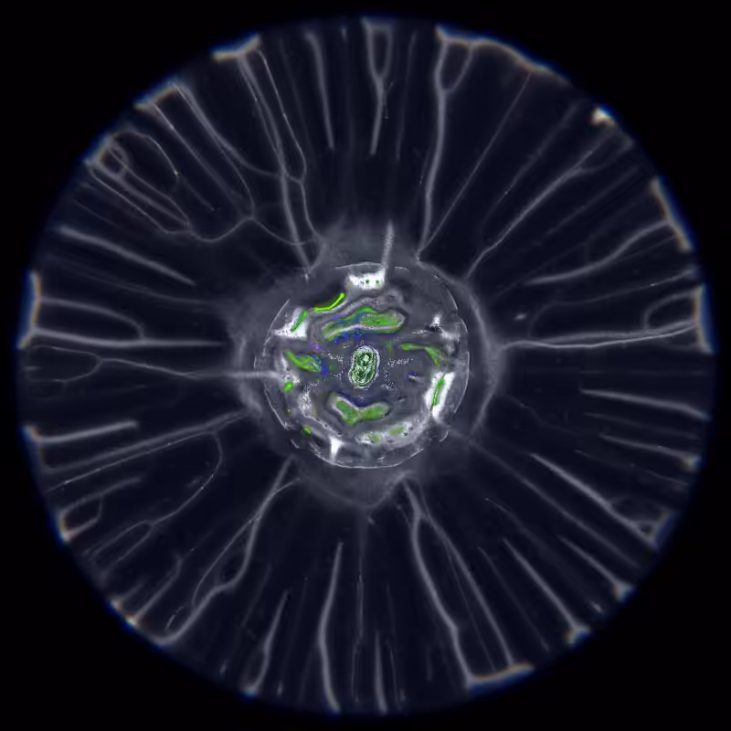 Ethereal Microcosm #207