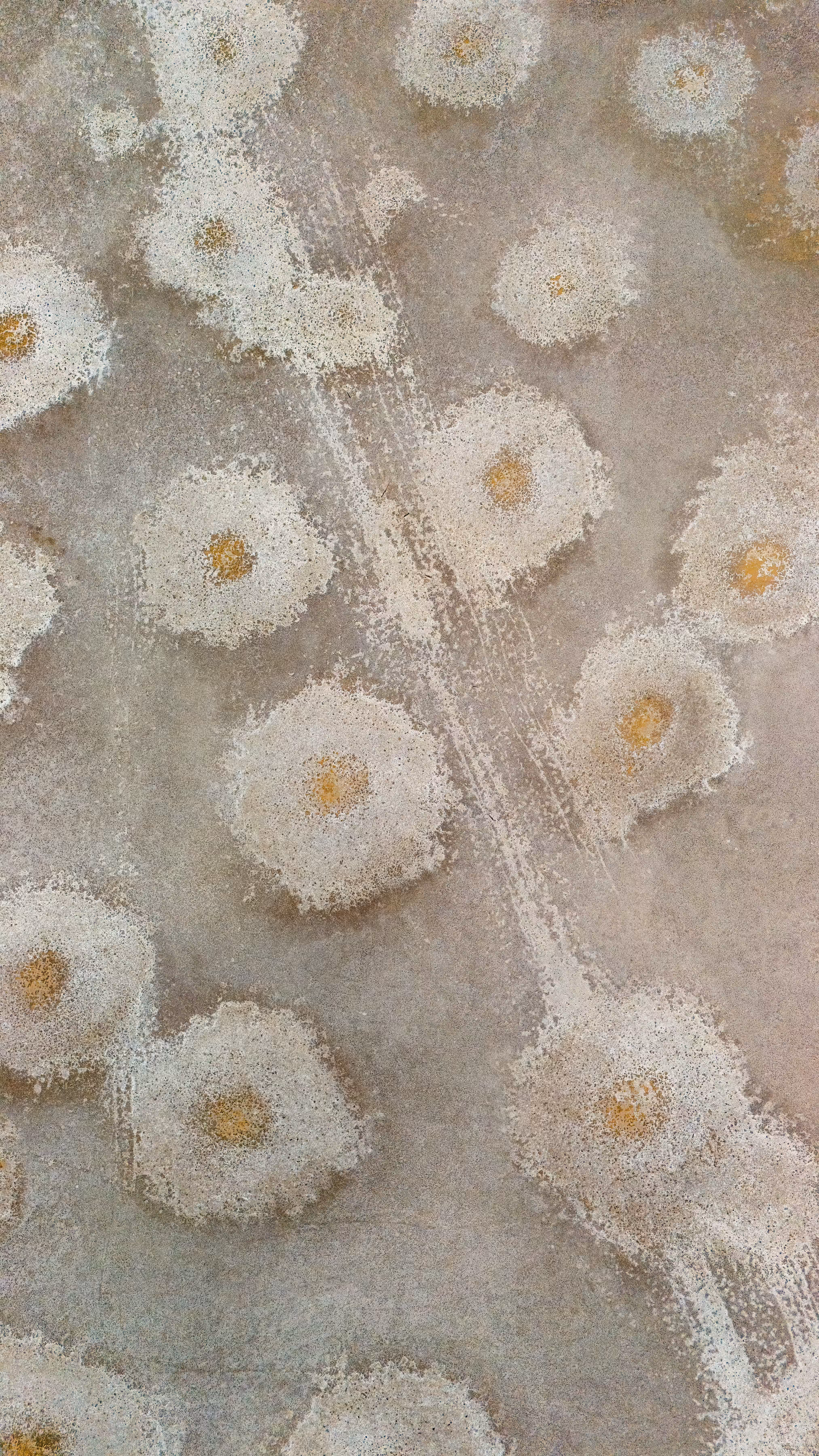 EggsorCapezzolos