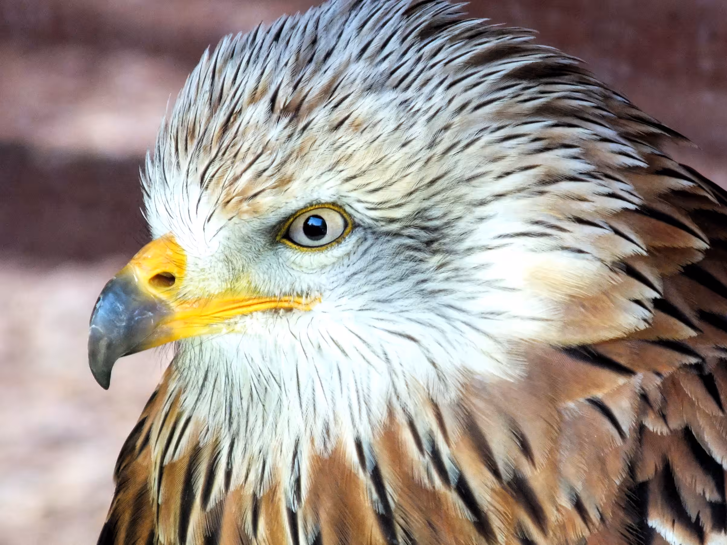 Red Kite