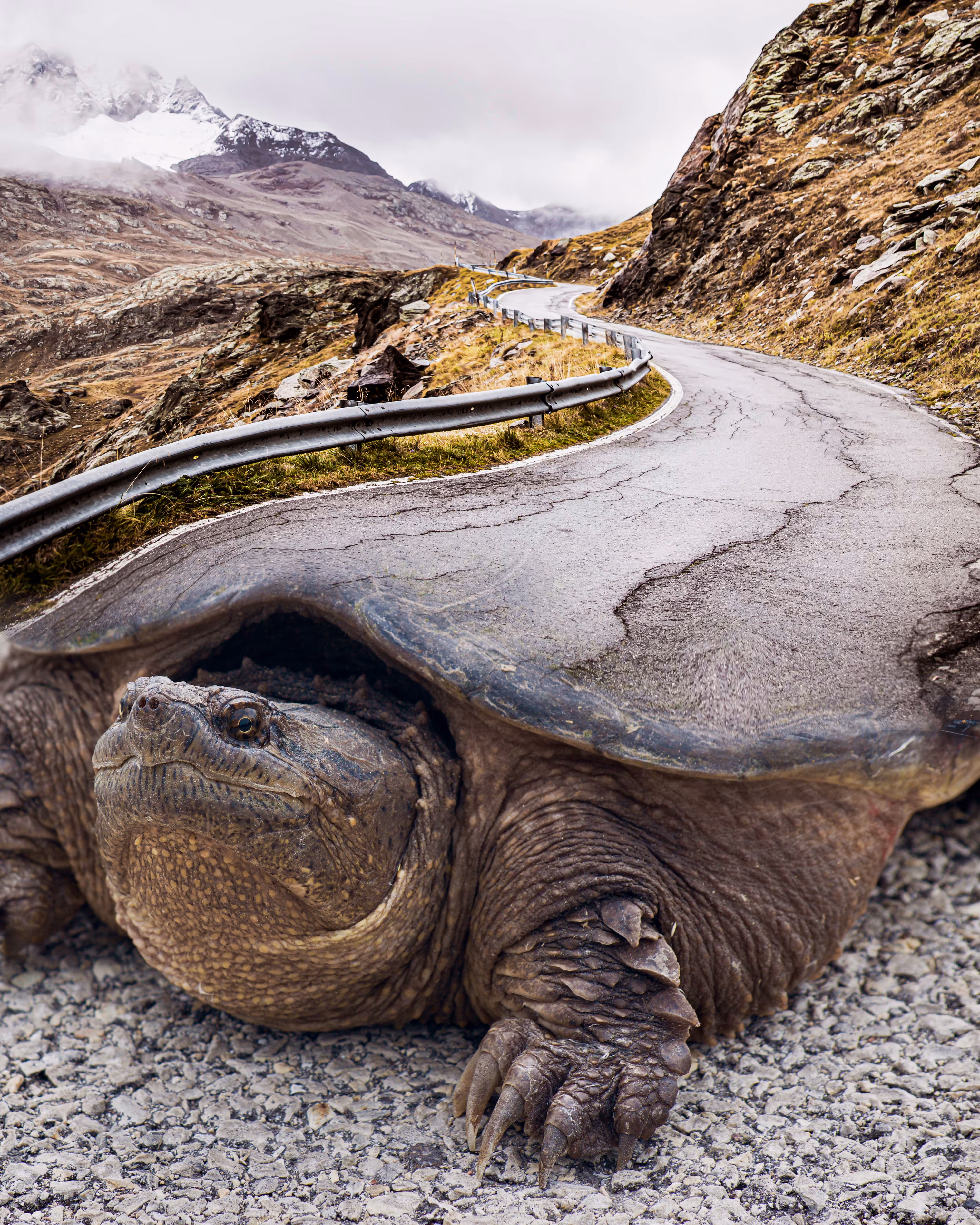Turtle Road