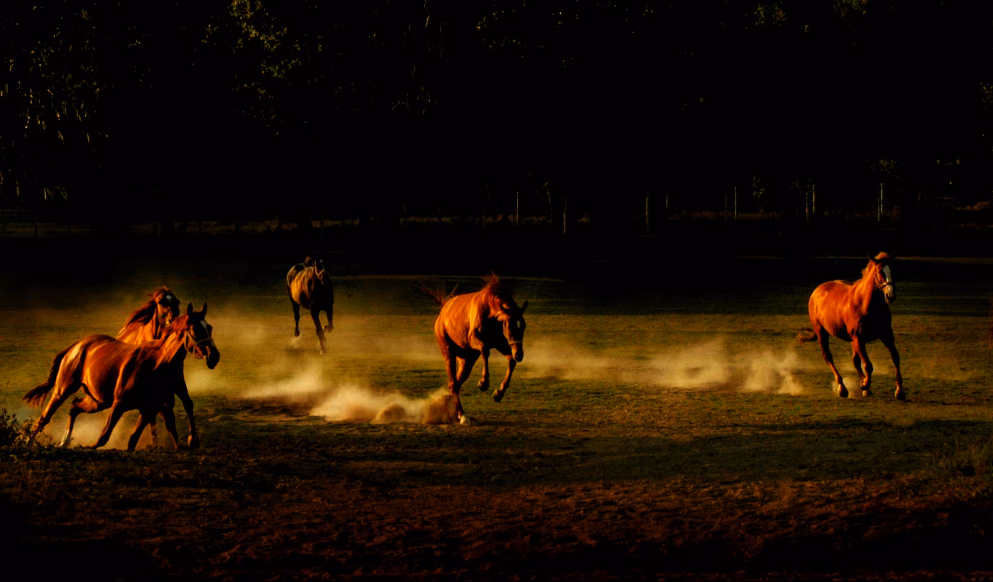 Galloping horses